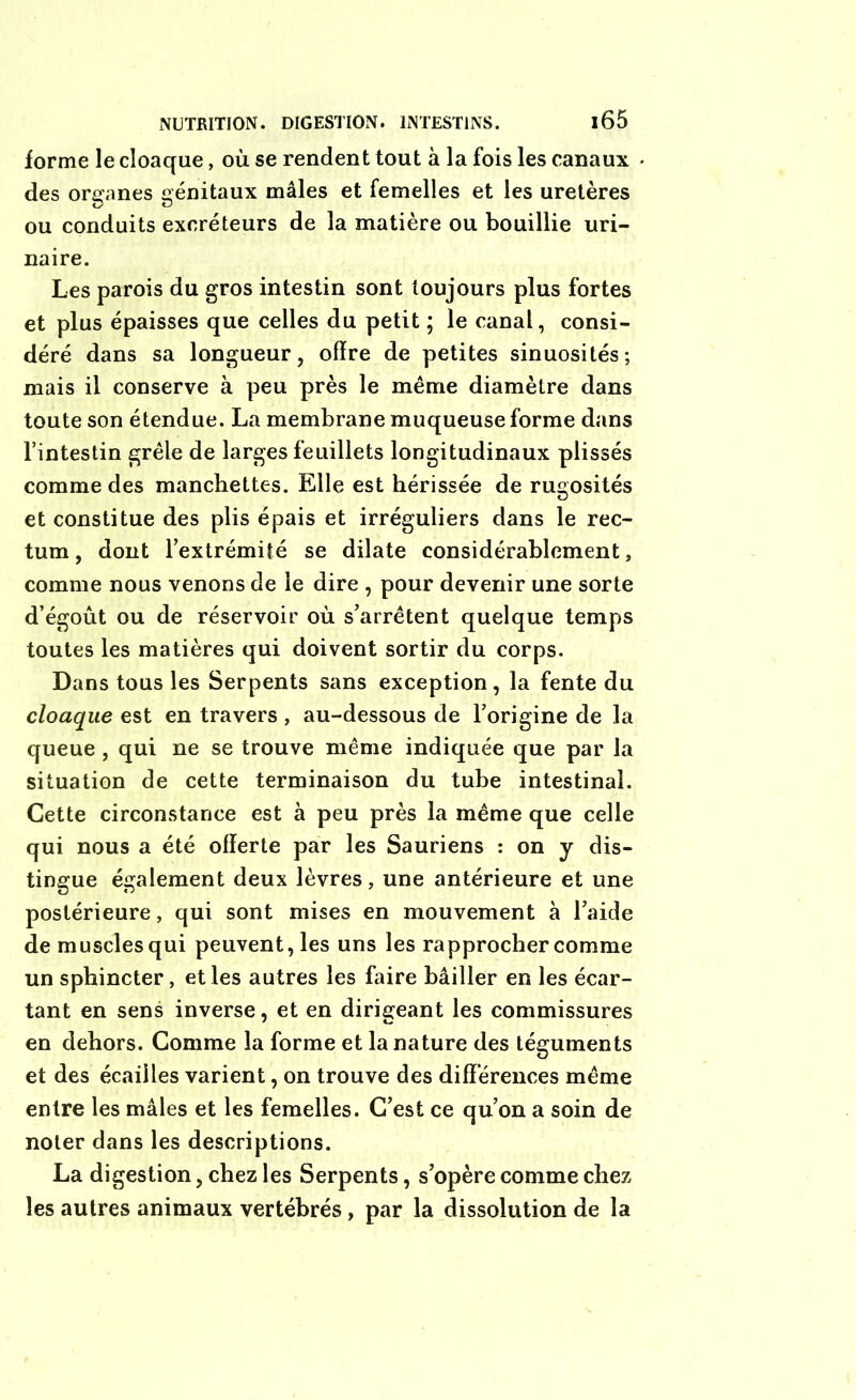 forme le cloaque, où se rendent tout à la fois les canaux des organes génitaux mâles et femelles et les uretères ou conduits excréteurs de la matière ou bouillie uri- naire. Les parois du gros intestin sont toujours plus fortes et plus épaisses que celles du petit ; le canal, consi- déré dans sa longueur, offre de petites sinuosités; mais il conserve à peu près le même diamètre dans toute son étendue. La membrane muqueuse forme dans l’intestin grêle de larges feuillets longitudinaux plissés comme des manchettes. Elle est hérissée de rugosités et constitue des plis épais et irréguliers dans le rec- tum, dont l’extrémité se dilate considérablement, comme nous venons de le dire , pour devenir une sorte d’égoût ou de réservoir où s’arrêtent quelque temps toutes les matières qui doivent sortir du corps. Dans tous les Serpents sans exception, la fente du cloaque est en travers, au-dessous de l’origine de la queue , qui ne se trouve même indiquée que par la situation de cette terminaison du tube intestinal. Cette circonstance est à peu près la même que celle qui nous a été offerte par les Sauriens : on y dis- tingue également deux lèvres, une antérieure et une postérieure, qui sont mises en mouvement à l’aide de muscles qui peuvent, les uns les rapprocher comme un sphincter, et les autres les faire bâiller en les écar- tant en sens inverse, et en dirigeant les commissures en dehors. Comme la forme et la nature des téguments et des écailles varient, on trouve des différences même entre les mâles et les femelles. C’est ce qu’on a soin de noter dans les descriptions. La digestion, chez les Serpents, s’opère comme chez les autres animaux vertébrés, par la dissolution de la