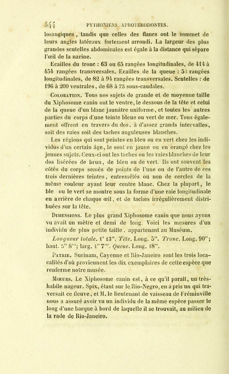 losangiques , tandis que celles des flancs ont le sommet de leurs angles latéraux fortement arrondi. La largeur des plus grandes scutelles abdominales est égale à la distance qui sépare l’œil de la narine. Ecailles du tronc : 63 ou 65 rangées longitudinales, de 414 à 454 rangées transversales. Ecailles de la queue : 53 rangées longitudinales, de 82 à 94 rangées transversales. Scutelles : de 196 à 200 ventrales, de 68 à 73 sous-caudales. Coloration. Tous nos sujets de grande et de moyenne taille du Xiphosome canin ont le ventre, le dessous de la tête et celui de la queue d’un blanc jaunâtre uniforme, et toutes les autres parties du corps d'une teinte bleue ou vert de mer. Tous égale- ment offrent en travers du dos, à d’assez grands intervalles, soit des raies soit des taches anguleuses blanches. Les régions qui sont peintes en bleu ou en vert chez les indi- vidus d’un certain âge, le sont en jaune ou en orangé chez les jeunes sujets. Ceux-ci ont les taches ou les raies blanches de leur dos lisérées de brun, de bleu ou de vert. Ils ont souvent les côtés du corps semés de points de l’une ou de l’autre de ces trois dernières teintes, entremêlés où non de cercles de la même couleur ayant leur centre blanc. Chez la plupart, le ble ou le vert se montre sous la forme d’une raie longitudinale en arrière de chaque œil, et de taches irrégulièrement distri- buées sur la tête. Dimensions. Le plus grand Xiphosome canin que nous ayons vu avait un mètre et demi de long. Voici les mesures d’un individu de plus petite taille, appartenant au Muséum. Longueur totale. T 13”. Tête. Long. 5”. Tronc. Long. 90”; haut. 5” 8”’; larg. 1’’ 7”’. Queue. Long. 18”. Patrie. Surinam, Cayenne et Rio-Janeiro sont les trois loca- calités d’où proviennent les dix exemplaires de cette espèce que renferme notre musée. Moeurs. Le Xiphosome canin est, à ce qu’il paraît, un très- habile nageur. Spix, étant sur le Rio-Negro, en a pris un qui tra- versait ce fleuve, et M. le lieutenant de vaisseau de Frémiuville nous a assuré avoir vu un individu de la même espèce passer le long d’une barque à bord de laquelle il se trouvait, au milieu de la rade de Rio-Janeiro.