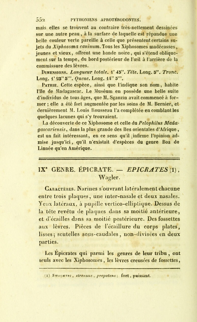 mais elles se trouvent au contraire très-nettement dessinées sur une autre peau, à la surface de laquelle est répandue uue belle couleur verte pareille à celle que présentent certains su- jets du Xiphosoma caninum. Tous les Xiphosomes madécasses, jeunes et vieux, offrent une bande noire, qui s’étend oblique- ment sur la tempe, du bord postérieur de l’œil à l’arrière de la commissure des lèvres. Dimensions. Longueur totale. 4’ 45”. Tête. Long. 5”. Tronc. Long. 1* 25” 5’”. Queue. Long. 14” 5”’. Patrie. Cette espèce, ainsi que l’indique son nom, habite l’île de Madagascar. Le Muséum en possède une belle suite d’individus de tous âges, que M. Sganzin avait commencé à for- mer ; elle a été fort augmentée par les soins de M. Dernier, et dernièrement M. Louis Dousseau l’a complétée en comblant les quelques lacunes qui s’y trouvaient. La découverte de ce Xiphosome et celle du Pelophilus Mada• gascariensis, dans la plus grande des îles orientales d’Afrique , est un fait intéressant, en ce sens qu’il jinfirme l’opinion ad- mise jusqu’ici, qu’il n’existait d’espèces du genre Boa de Linnée qu’en Amérique. IXe GENRE. ÉP1CRATE. — EPICRATES (1), Wagler. Caractères. Narines s'ouvrant latéralement chacune entre trois plaques, une inter-nasale et deux nasales. Yeux latéraux, à pupille vertico-elliptique. Dessus de la tête revêtu de plaques dans sa moitié antérieure, et d’écailles dans sa moitié postérieure. Des fossettes aux lèvres. Pièces de l’écaillure du corps plates, lisses; scutelles sous-caudales, non-divisées en deux parties. Les Epicrates qui parmi les genres de leur tribu, ont seuls avec les Xiphosomes , les lèvres creusées de fossettes, (i) Ewixfet.THc, stremius , prepotens ; fort, puissant.