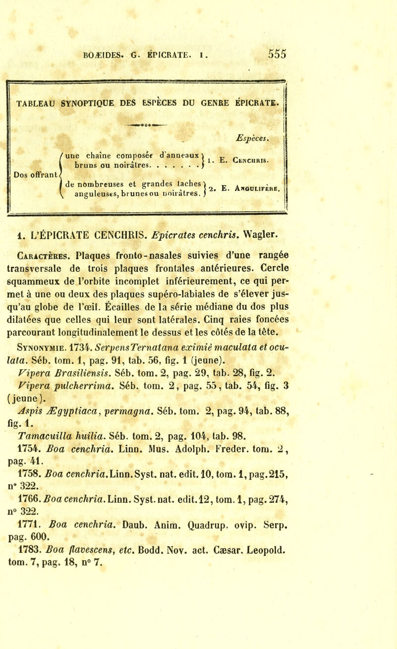 TABLEAU SYNOPTIQUE DES ESPECES DU GENRE EPICRATE. Espèces. Dos offrant (une chaîne composée d’anneaux} ^ çENCHnis bruns ou noirâtres ) de nombreuses et grandes lâches l £ A„Mll„iB1! anguleuses, brunes ou noirâtres. ) i. L’ÉPICRATE CENCHRIS. Epicrates cenchris. Wagler. Caractères. Plaques fronto- nasales suivies d’une rangée transversale de trois plaques frontales antérieures. Cercle squammeux de l’orbite incomplet inférieurement, ce qui per- met à une ou deux des plaques supéro-labiales de s’élever jus- qu’au globe de l’œil. Écailles de la série médiane du dos plus dilatées que celles qui leur sont latérales. Cinq raies foncées parcourant longitudinalement le dessus et les côtés de la tête. Synonymie. 1734. SerpensTernatana eximiè maculata et ocu- lata. Séb. tom. 1, pag. 91, tab. 56, fig. 1 (jeune). Fipera Brasiliensis. Séb. tom. 2, pag. 29, tab. 28, fig. 2. Fipera pulcherrima. Séb. tom. 2, pag. 55, tab. 54, fig. 3 (jeune). Aspis Ægyptiaca, permagna. Séb. tom. 2, pag. 94, tab. 88, fig. 1. Tamacuilla huilia. Séb. tom. 2, pag. 104, tab. 98. 1754. Boa cenchria. Linn. Mus. Adolph. Freder. tom. 2, pag. 41. 1758. Boa rnicftmi.Linn.Syst. nat. edit. 10, tom. l,pag.215, n° 322. 1766. Boa cenchria. Linn. Syst.nat. edit. 12, tom. 1, pag. 274, n° 322. 1771. Boa cenchria. Daub. Anim. Ouadrup. ovip. Serp. pag. 600. 1783. Boa flavescens, etc. Bodd. Nov. act. Cæsar. Léopold, tom. 7, pag. 18, n° 7.