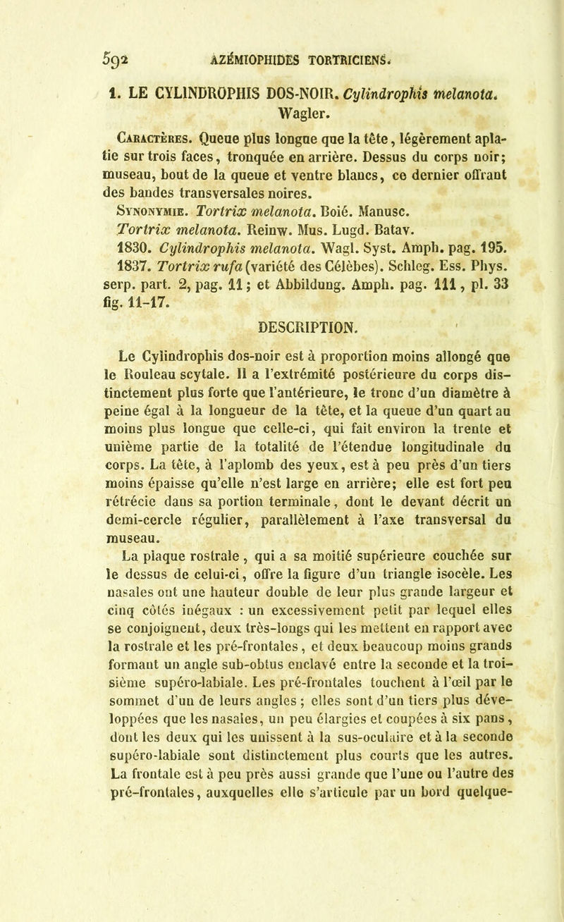 1. LE CYL1NDROPHIS DOS-NOIR. Cylindrophis meîanota« Wagler. Caractères. Queue plus longue que la tête, légèrement apla- tie sur trois faces, tronquée en arrière. Dessus du corps noir; museau, bout de la queue et ventre blancs, ce dernier offrant des bandes transversales noires. Synonymie. Tortrix meîanota. Boié. Manusc. Tortrix meîanota. Reinw. Mus. Lugd. Batav. 1830. Cylindrophis meîanota. YVagl. Syst. Amph. pag. 195. 1837. Tortrix rufa (variété des Célèbes). Schleg. Ess. Phys, serp. part. 2, pag. 11 ; et Abbildung. Amph. pag. 111, pl. 33 fig. 11-17. DESCRIPTION. Le Cylindrophis dos-noir est à proportion moins allongé qae le Rouleau scytale. II a l’extrémité postérieure du corps dis- tinctement plus forte que l’antérieure, le tronc d’un diamètre à peine égal à la longueur de la tête, et la queue d’un quart au moins plus longue que celle-ci, qui fait environ la trente et unième partie de la totalité de l’étendue longitudinale du corps. La tête, à l’aplomb des yeux, est à peu près d’un tiers moins épaisse qu’elle n’est large en arrière; elle est fort peu rétrécie dans sa portion terminale, dont le devant décrit un demi-cercle régulier, parallèlement à l’axe transversal da museau. La plaque rostrale , qui a sa moitié supérieure couchée sur le dessus de celui-ci, offre la figure d’un triangle isocèle. Les nasales ont une hauteur double de leur plus grande largeur et cinq côtés inégaux : un excessivement petit par lequel elles se conjoignent, deux très-longs qui les mettent en rapport avec la rostrale et les pré-frontales, et deux beaucoup moins grands formant un angle sub-obtus enclavé entre la seconde et la troi- sième supéro-labiale. Les pré-frontales touchent à l’œil par le sommet d’un de leurs angles ; elles sont d’un tiers plus déve- loppées que les nasales, un peu élargies et coupées à six pans, dont les deux qui les unissent à la sus-oculaire et à la seconde supéro-labiale sont distinctement plus courts que les autres. La frontale est à peu près aussi grande que l’une ou l’autre des pré-frontales, auxquelles elle s’articule par un bord quelque-