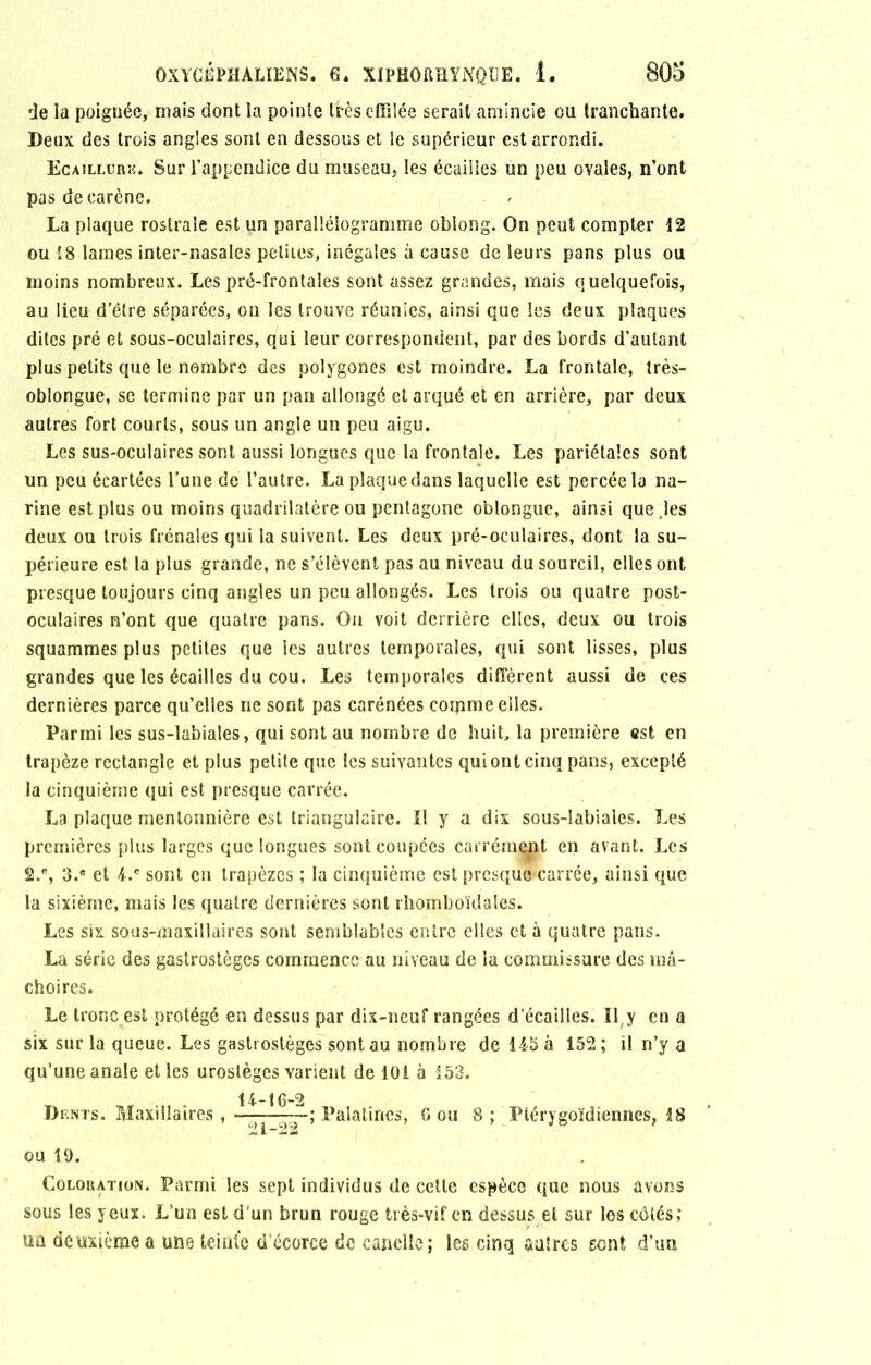 de la poignée, mais dont la pointe tiès effilée serait amincie ou tranchante. Beux des trois angles sont en dessous et le supérieur est arrondi. Ecaillürh. Sur l’appendice du museau, les écailles un peu ovales, n’ont pas de carène. La plaque rostrale est un parallélogramme oblong. On peut compter 12 ou 18 lames inter-nasales petites, inégales à cause de leurs pans plus ou moins nombreux. Les pré-frontales sont assez grandes, mais quelquefois, au lieu d’être séparées, on les trouve réunies, ainsi que les deux plaques dites pré et sous-oculaires, qui leur correspondent, par des bords d’autant plus petits que le nombre des polygones est moindre. La frontale, très- oblongue, se termine par un pan allongé et arqué et en arrière, par deux autres fort courts, sous un angle un peu aigu. Les sus-oculaires sont aussi longues que la frontale. Les pariétales sont un peu écartées l’une de l’autre. La plaque dans laquelle est percée la na- rine est plus ou moins quadrilatère ou pentagone oblongue, ainsi que .les deux ou trois frênaies qui la suivent. Les deux pré-oculaires, dont la su- périeure est la plus grande, ne s’élèvent pas au niveau du sourcil, elles ont presque toujours cinq angles un peu allongés. Les trois ou quatre post- oculaires n’ont que quatre pans. On voit derrière elles, deux ou trois squammes plus petites que ies autres temporales, qui sont lisses, plus grandes que les écailles du cou. Les temporales diffèrent aussi de ces dernières parce qu’elles ne sont pas carénées corpme elles. Parmi les sus-labiales, qui sont au nombre de huit, la première est en trapèze rectangle et plus petite que les suivantes qui ont cinq pans, excepté la cinquième qui est presque carrée. La plaque mentonnière est triangulaire. Il y a dix sous-labiaies. Les premières plus larges que longues sont coupées carrément en avant. Les 2.% 3.® et 4.e sont en trapèzes ; la cinquième est presque-carrée, ainsi que la sixième, mais ies quatre dernières sont rhomboïdales. Les six sous-maxillaires sont semblables entre elles et à quatre pans. La série des gastrostèges commence au niveau de la commissure des mâ- choires. Le tronc est protégé en dessus par dix-neuf rangées d’écailles. Il,y en a six sur la queue. Les gastrostèges sont au nombre de 145 à 152 ; il n’y a qu’une anale elles urostèges varient de 101 à 153. U-16-2 Dents. Maxillaires , • Palatines, 6 ou 8 ; Ptérygoïdiennes, 18 ou 19. Coloration. Parmi les sept individus de cette espèce que nous avons sous les yeux. L’un est d'un brun rouge très-vif en dessus et sur les côtés; ua deuxième a une teinte ci écorce de canelle; les cinq autres sont d’un
