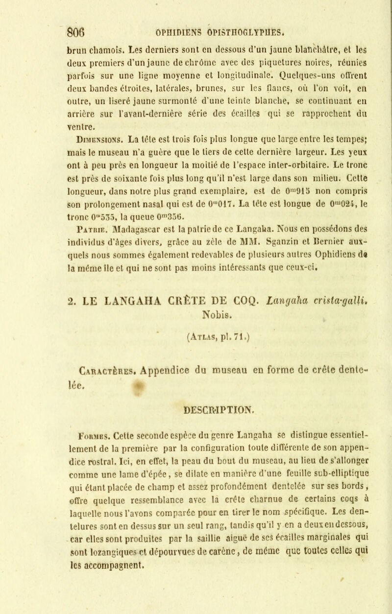 brun chamois. Les derniers sont en dessous d’un jaune blanchâtre, et les deux premiers d'un jaune de chrôrnc avec des piquetures noires, réunies parfois sur une ligne moyenne et longitudinale. Quelques-uns offrent deux bandes étroites, latérales, brunes, sur les flancs, où l’on voit, en outre, un liseré jaune surmonté d’une teinte blanche, se continuant en arrière sur l’avant-dernière série des écailles qui se rapprochent du ventre. Dimensions. La tête est trois fois plus longue que large entre les tempes; mais le museau n’a guère que le tiers de cette dernière largeur. Les yeux ont à peu près en longueur la moitié de l’espace inter-orbitaire. Le tronc est près de soixante fois plus long qu’il n’est large dans son milieu. Cette longueur, dans notre plus grand exemplaire, est de 0,u915 non compris son prolongement nasal qui est de 0’n017. La tête est longue de 0nl024, le tronc 0“ô35, la queue 0m35l>. Patrie. Madagascar est la patrie de ce Langaha. Nous en possédons des individus d’âges divers, grâce au zèle de MM. Sganzin et Dernier aux- quels nous sommes également redevables de plusieurs autres Ophidiens d« la même île et qui ne sont pas moins intéressants que ceux-ci. 2. LE LANGAÏIA CRÊTE DE COQ. Langaha crista-galli. Nobis. (Atlas, pl. 71.) CARAdèREs. Appendice du museau en forme de crête dente- lée. DESCRIPTION. Formes. Cette seconde espèce du genre Langaha se distingue essentiel- lement de la première par la configuration toute différente de son appen- dice rosirai. Ici, en effet, la peau du bout du museau, au lieu de s’allonger comme une lame d’épée, se dilate en manière d’une feuille sub-elliptique qui étant placée de champ et assez profondément dentelée sur ses bords, offre quelque ressemblance avec la crête charnue de certains coqs à laquelle nous l’avons comparée pour en tirer le nom spécifique. Les den- telures sont en dessus sur un seul rang, tandis qu’il y en a deux en dessous, car elles sont produites par la saillie aiguë de scs écailles marginales qui sont lozangiques et dépourvues de carène, de même que toutes celles qui les accompagnent.