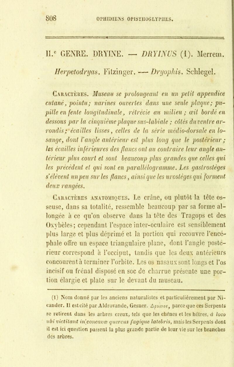 ll.e GENRE. DRYINE. — DRY IN US (1). Merrem. Herpetodryas. Fitzinger. — Dryophis. Schlegel. Caractères. Museau se prolongeant en un petit appendice cutané, pointu; narines ouvertes dans une seule plaque; pu- pille en fente longitudinale, rétrécie au milieu ; œil bordé en dessous par la cinquième plaque sus-labiale ; côtés duventre ar- rondis;'écailles lisses, celles de la série médio-dorsale en lo- sange, dont l’angle antérieur est plus long que le postérieur ; les écailles inférieures des flancs ont au contraire leur angle an- térieur plus court et sont beaucoup plus grandes que celles qui les précèdent et qui sont en parallélogramme. Les gastrostèges s’élèvent unpeu sur les flancs, ainsi que les urostèges qui forment deux rangées. Caractères anatomiques. Le crâne, ou plutôt la tête os- seuse, dans sa totalité, ressemble beaucoup par sa forme al- longée à ce qu’on observe clans la tête des Tragops et des Oxybèles; cependant l’espace inter-oculaire est sensiblement plus large et plus déprimé et la portion qui recouvre l’encé- phale offre un espace triangulaire plane, dont l’angle posté- rieur correspond à l’occiput, tandis que les deux antérieurs concourent à terminer l’orbite. Les os nasaux sont longs et l’os incisif ou frénal disposé en soc de charrue présente une por- tion élargie et plate sur le devant du museau. (1) Nom donné par les anciens naturalistes et particulièrement par Ni- cander. Il est cité par Aldrovande, Gesner. Apvivoç, parce que ces Serpents se retirent dans les arbres creux, tels que les chênes et les hêtres, à loco ubi victitant iriconcavœ quercus fagique lalebris, mais les Serpents dont il est ici question passent la plus grande partie de leur vie sur les branches des arbres.