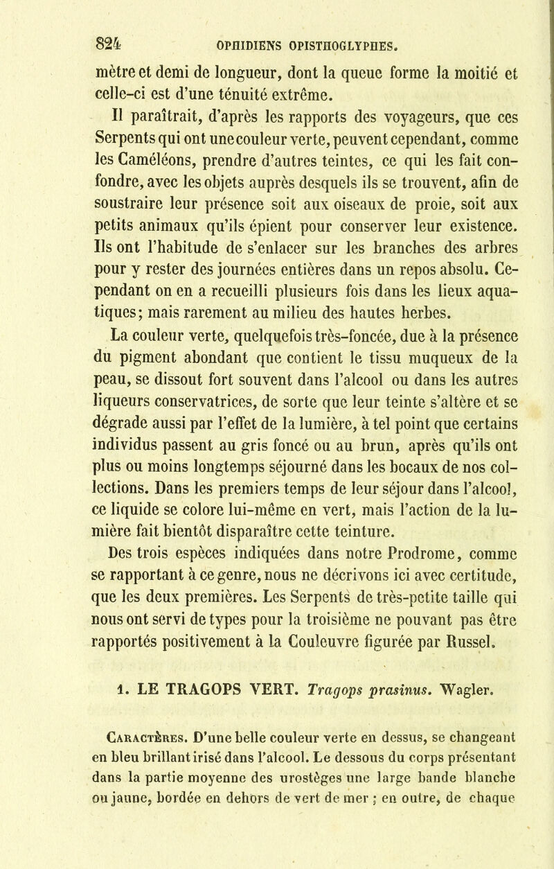 mètre et demi de longueur, dont la queue forme la moitié et celle-ci est d’une ténuité extrême. Il paraîtrait, d’après les rapports des voyageurs, que ces Serpents qui ont une couleur verte, peuvent cependant, comme les Caméléons, prendre d’autres teintes, ce qui les fait con- fondre, avec les objets auprès desquels ils se trouvent, afin de soustraire leur présence soit aux oiseaux de proie, soit aux petits animaux qu’ils épient pour conserver leur existence. Ils ont l’habitude de s’enlacer sur les branches des arbres pour y rester des journées entières dans un repos absolu. Ce- pendant on en a recueilli plusieurs fois dans les lieux aqua- tiques; mais rarement au milieu des hautes herbes. La couleur verte, quelquefois très-foncée, due à la présence du pigment abondant que contient le tissu muqueux de la peau, se dissout fort souvent dans l’alcool ou dans les autres liqueurs conservatrices, de sorte que leur teinte s’altère et se dégrade aussi par l’effet de la lumière, à tel point que certains individus passent au gris foncé ou au brun, après qu’ils ont plus ou moins longtemps séjourné dans les bocaux de nos col- lections. Dans les premiers temps de leur séjour dans l’alcool, ce liquide se colore lui-même en vert, mais l’action de la lu- mière fait bientôt disparaître cette teinture. Des trois espèces indiquées dans notre Prodrome, comme se rapportant à ce genre, nous ne décrivons ici avec certitude, que les deux premières. Les Serpents de très-petite taille qui nous ont servi de types pour la troisième ne pouvant pas être rapportés positivement à la Couleuvre figurée par Russel. 1. LE TRAGOPS VERT. Tragops prasinus. Wagler. Caractères. D’une belle couleur verte en dessus, se changeant en bleu brillant irisé dans l’alcool. Le dessous du corps présentant dans la partie moyenne des urostèges une large bande blanche ou jaune, bordée en dehors de vert de mer ; en outre, de chaque