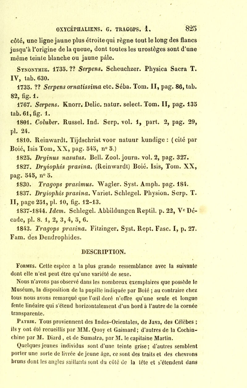 côté, une ligne jaune plus étroite qui règne tout le long des flancs jusqu’à l’origine de la queue, dont toutes les urostèges sont d’une même teinte blanche ou jaune pâle. Synonymie. 1735. ?? Serpens. Scheuchzer. Physica Sacra T. IV, tab. 630. 1735. ?? Serpens ornatissima etc. Séba. Tom. II, pag. 86, tab. 82, fig. 1. 1767. Serpens. Knorr. Délie, natur. select. Tom. II, pag. 135 tab. 61, fig. 1. 1801. Coluber. Russel. Ind. Serp. vol. 1, part. 2, pag. 29, pl. 24. 1810. Reinwardt. Tijdschrist voor natuur kundige : (cité par Boié, Isis Tom. XX, pag. 545, n° 5.) 1825. Dryinus nasutus. Bell. Zool. journ. vol. 2, pag. 327. 1827. Dryiophis prasina. (Reinwardt) Boié. Isis, Tom. XX, pag. 545, n° 5. 1830. Tragops prasimus. Wagler. Syst. Amph. pag. 184. 1837. Dryiophis prasina. Variet. Schlegel. Physion. Serp. T. II, page 251, pl. 10, fig. 12-13. 1837-1844. Idem. Schlegel. Abbildungen Reptil. p. 22, Ve Dé- cade, pl. 8. 1, 2, 3, 4, 5, 6. 1843. Tragops prasina. Fitzinger. Syst. Rept. Fasc. I, p. 27. Fam. des Dendrophides. DESCRIPTION. Formes. Cette espèce a la plus grande ressemblance avec la suivante dont elle n’est peut être qu’une variété de sexe. Nous n’avons pas observé dans les nombreux exemplaires que possède le Muséum, la disposition de la pupille indiquée par Boié ; au contraire chez tous nous avons remarqué que l’œil doré n’offre qu’une seule et longue fente linéaire qui s’étend horizontalement d’un bord à l’autre de la cornée transparente. Patrie. Tous proviennent des Indes-Orientales, de Java, des Célèbes ; ils y ont été recueillis par MM. Quoy et Gaimard; d’autres de la Cochin- chine par M. Diard , et de Sumatra, par M. le capitaine Martin. Quelques jeunes individus sont d’une teinte grise; d’autres semblent porter une sorte de livrée déjeuné âge, ce sont des traits et des chevrons bruns dont les angles saillants sont du côté de la tête et s’étendent dans
