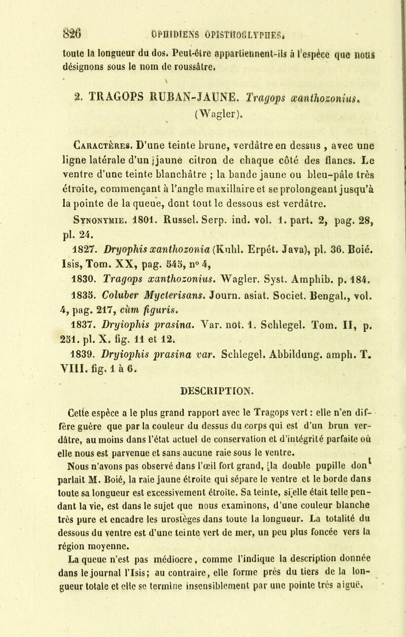 toute la longueur du dos. Peut-être appartiennent-ils à l'espèce que noül désignons sous le nom de roussâtre. 2, XRAGOPS RUBAN-JAUNE. Tragops osanthozonius* (Wagler), Caractères. D’une teinte brune, verdâtre en dessus , avec une ligne latérale d’un jjaune citron de chaque côté des flancs. Le ventre d’une teinte blanchâtre ; la bande jaune ou bleu-pâle très étroite, commençant à l’angle maxillaire et se prolongeant jusqu’à la pointe de la queue, dont tout le dessous est verdâtre. Synonymie. 1801. Russel. Serp. ind. vol. 1. part. 2, pag. 28, pl. 24. 1827. Dryophis xanthozonia (Kuhî. Erpét. Java), pl. 36. Boié. Isis, Tom. XX, pag. 545, n° 4, 1830. Tragops æanthozonius. Wagler. Syst. Amphib. p. 184. 1835. Coluber Mycterisans. Journ. asiat. Societ. Bengal., vol. 4, pag. 217, cùm figuris. 1837. Dryiophis prasina. Yar. not. 1. Schlegel. Tom. II, p. 251. pl. X. fig. 11 et 12. 1839. Dryiophis prasina var. Schlegel. Abbildung. amph. T. VIII. fig. 1 à 6. DESCRIPTION. Cette espèce a le plus grand rapport avec le Tragops vert : elle n’en dif- fère guère que par la couleur du dessus du corps qui est d’un brun ver- dâtre, au moins dans l’état actuel de conservation et d’intégrité parfaite où elle nous est parvenue et sans aucune raie sous le ventre. Nous n’avons pas observé dans l’œil fort grand, [la double pupille don1 parlait M. Boié, la raie jaune étroite qui sépare le ventre et le borde dans toute sa longueur est excessivement étroite. Sa teinte, scelle était telle pen- dant la vie, est dans le sujet que nous examinons, d’une couleur blanche très pure et encadre les urostèges dans toute la longueur. La totalité du dessous du ventre est d’une teinte vert de mer, un peu plus foncée vers la région moyenne. La queue n’est pas médiocre, comme l’indique la description donnée dans le journal l’Isis; au contraire, elle forme près du tiers delà lon- gueur totale et elle se termine insensiblement par une pointe très aiguë.