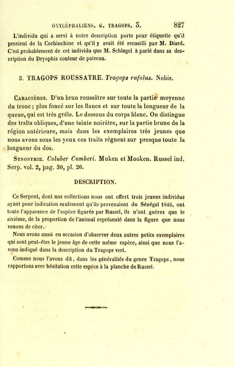 L’individu qui a servi à notre description porte pour étiquette qu’il provient de la Cochinchine et qu’il y avait été recueilli par M. Diard. C’est probablement de cet individu que M. Schlegel à parlé dans sa des- cription du Dryophis couleur de poireau. 3. TRAGOPS ROUSSATRE. Tragops rufulus. Nobis. Caractères. D’un brun roussâtre sur toute la partie moyenne du tronc ; plus foncé sur les flancs et sur toute la longueur de la queue, qui est très grêle. Le dessous du corps blanc. On distingue des traits obliques, d’une teinte noirâtre, sur la partie brune de la région antérieure, mais dans les exemplaires très jeunes que nous avons sous les yeux ces traits régnent sur presque toute la longueur du dos. Synonymie. Coluber Cumbcri. Muken et Mooken. Russel ind. Serp. vol. 2, pag. 30, pl. 26. DESCRIPTION. Ce Serpent, dont nos collections nous ont offert trois jeunes individus ayant pour indication seulement qu’ils provenaient du Sénégal 1846, ont toute l’apparence de l’espèce figurée par Russel, ils n’ont guères que le sixième, de la proportion de l’animal représenté dans la figure que nous venons de citer. Nous avons aussi eu occasion d’observer deux autres petits exemplaires qui sont peut-être le jeune âge de cette même espèce, ainsi que nous l’a- vons indiqué dans la description du-Tragops vert. Comme nous l’avons dit, dans les généralités du genre Tragops, nous rapportons avec hésitation cette espèce à la planche de Russel.