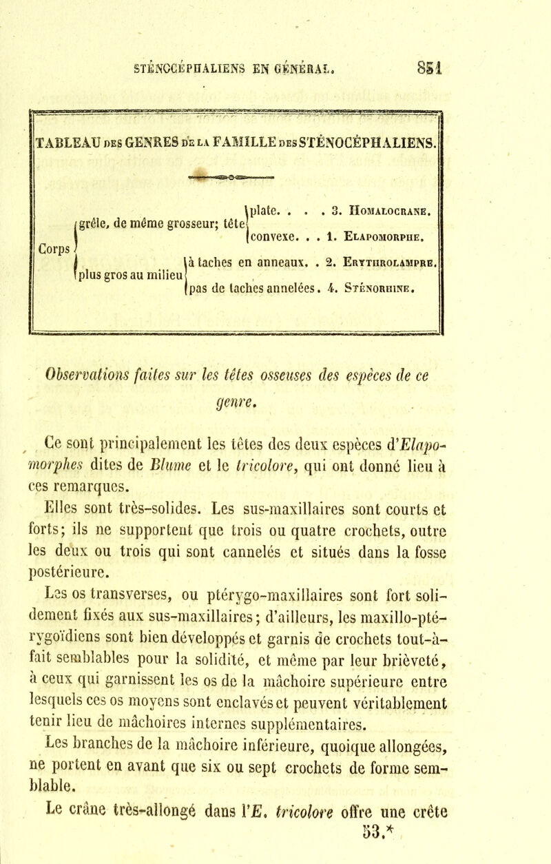 TABLEAU des GENRES de la FAMILLE des STÉNOCÊPH ALIENS. plate. ... 3. Homalocrane. convexe. . . 1. Elapomorphe. _ j \à taches en anneaux. . 2. Erytiirolampre, fi [plus gros au milieu (pas de taches annelées. 4. Sténorhine. Observations faites sur les têtes osseuses des espèces de ce genre. Ce sont principalement les têtes des deux espèces d’Elapo* morphes dites de Bhme et le tricolore, qui ont donné lieu à ces remarques. Elles sont très-solides. Les sus-maxillaires sont courts et forts; ils ne supportent que trois ou quatre crochets, outre les deux ou trois qui sont cannelés et situés dans la fosse postérieure. Les os transverses, ou ptérygo-maxillaires sont fort soli- dement fixés aux sus-maxillaires; d’ailleurs, les maxillo-pté- rvgoïdiens sont bien développés et garnis de crochets tout-à- fait semblables pour la solidité, et même par leur brièveté, à ceux qui garnissent les os de la mâchoire supérieure entre lesquels ces os moyens sont enclavés et peuvent véritablement tenir lieu de mâchoires internes supplémentaires. Les branches de la mâchoire inférieure, quoique allongées, ne portent en avant que six ou sept crochets de forme sem- blable. Le crâne très-allongé dans VE. tricolore offre une crête 53,*