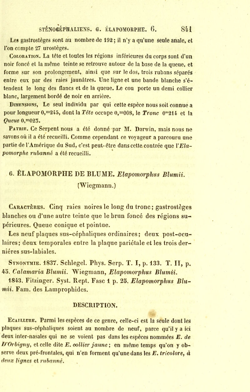 Les gastrostèges sont au nombre de 192 ; il n’y a qu’une seule anale, et l’on compte 27 urostèges. Coloration. La tête et toutes les régions inférieures du corps sont d’un noir foncé et la même teinte se retrouve autour de la base de la queue, et forme sur son prolongement, ainsi que sur le dos, trois rubans séparés entre eux par des raies jaunâtres. Une ligne et une bande blanche s’é- tendent le long des flancs et de la queue. Le cou porte un demi collier blanc, largement bordé de noir en arrière. Dimensions, Le seul individu par qui cette espèce nous soit connue a pour longueur 0,m245, dont la Tête occupe O,m008, le Tronc 0m2H et la Queue 0,mQ23. Patrie. Ce Serpent nous a été donné par M. Darwin, mais nous ne savons où il a été recueilli. Comme cependant ce voyageur a parcouru une partie de l’Amérique du Sud, c’est peut-être dans cette contrée que YEla- pomorphe rubannê a été recueilli. 6. ÉLAPOMORPHE DE BLUME. Elapomorphus Blumii. (Wiegmann.) Caractères. Cinq raies noires le long du tronc; gastrostèges blanches ou d’une autre teinte que le brun foncé des régions su- périeures. Queue conique et pointue. Les neuf plaques sus-céphaliques ordinaires; deux post-ocu- laires; deux temporales entre la plaque pariétale et les trois der- nières sus-labiales. Synonymie. 1837. Schlegel. Phys. Serp. T. I, p. 133. T. Il, p. 45. Calamaria Blumii. Wiegmann, Elapomorphus Blumii. 1843. Fitzinger. Syst. Rept. Fasc 1 p. 25. Elapomorphus Blu- mii. Fam. des Lamprophides. DESCRIPTION. Ecaillure. Parmi les espèces de ce genre, celle-ci est la seule dont les plaques sus-céphaliques soient au nombre de neuf, parce qu’il y a ici deux inter-nasales qui ne se voient pas dans les espèces nommées E. de D’Orbigny, et celle dite E. oollier jaune ; en même temps qu’on y ob- serve deux pré-frontales, qui n’en forment qu’une dans les E. tricolore, à deux lignes et rubannê.