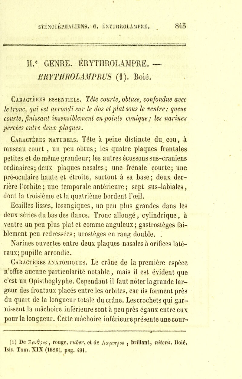 SÏËNOCïlPHAUENS. <3. ERVÏIÎROLÀMPRE* 848 IL® GENRE. ÉRYTHROLAMPRE. — ERYTHROLAMPRUS (1). Boié. Caractères essentiels. Tête courte, obtuse, confondue avec le tronc, qui est arrondi sur le dos et plat sous le ventre ; queue courte, finissant insensiblement en pointe conique; les narines percées entre deux plaques. Caractères naturels. Tête à peine distincte du cou, à museau court , un peu obtus ; les quatre plaques frontales petites et de même grandeur; les autres écussons sus-craniens ordinaires; deux plaques nasales ; une frênaie courte; une pré-oculaire haute et étroite, surtout à sa base; deux der- rière l’orbite ; une temporale antérieure ; sept sus-labiales, dont la troisième et la quatrième bordent l’œil. Ecailles lisses, losangiques, un peu plus grandes dans les deux séries du bas des flancs. Tronc allongé, cylindrique, à ventre un peu plus plat et comme anguleux ; gastrostèges fai- blement peu redressées; urostèges en rang double. . Narines ouvertes entre deux plaques nasales à orifices laté- raux; pupille arrondie. Caractères anatomiques. Le crâne de la première espèce n’offre aucune particularité notable, mais il est évident que c’est un Opisthoglyphe. Cependant il faut noter la grande lar- geur des frontaux placés entre les orbites, car ils forment près du quart de la longueur totale du crâne. Lescrochets qui gar- nissent la mâchoire inférieure sont à peu près égaux entre eux pour la longueur. Cette mâchoire inférieure présente une cour- (1) De Epv$poçt rouge, ruàer, et de Attpvrpo? 9 brillant, nitens. Boié. Isis, Tom. XIX (1826), pag. 481,