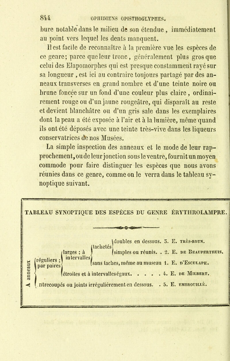 A anneaux 844 OPHIDIENS ÜPISTHOGLYPHES. bure notable”dans îe milieu de son étendue, immédiatement au point vers lequel les dents manquent. ce genre; parce que leur tronc, généralement plus gros que celui des Elapomorphes qui est presque constamment rayé sur sa longueur, est ici au contraire toujours partagé par des an- neaux transverses en grand nombre et d’une teinte noire ou brune foncee sur un fond d’une couleur plus claire, ordinai- rement rouge ou d’un jaune rougeâtre, qui disparaît au reste et devient blanchâtre ou d’un gris sale dans les exemplaires dont la peau a été exposée à l’air et à la lumière, même quand ils ont été déposés avec une teinte très-vive dans les liqueurs conservatrices cte nos Musées. La simple inspection des anneaux et le mode de leur rap- prochement, ou de leur jonction sous le ventre, fournit un moyen commode pour faire distinguer les espèces que nous avons réunies dans ce genre, comme on le verra dans le tableau sy- noptique suivant. TABLEAU SYNOPTIQUE DES ESPÈCES DU GENRE ÉRYTHROLAMPRE. Idoubles en dessous. 5. E. très-brun. !! tachetés (simples ou réunis. . 2. E. de Beauperthuis. sans taches, même au museau 1. E. d’Esculape. . étroites et à intervalles égaux 4. E. de Milbert. f ntrecoupés ou joints irrégulièrement en dessous. . 5. E. embrouillé.