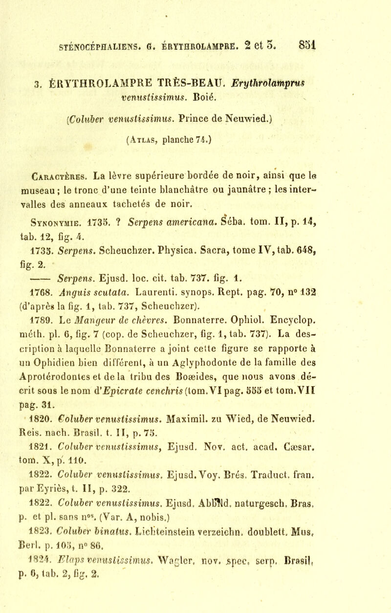 3. ÉRYTHROLAMPRE TRÈS-BEAU, Erythrolamprus venustissimus. Boié. {Coluber venustissimus. Prince de Neuwied.) (Atlas, planche 74.) Caractères. La lèvre supérieure bordée de noir, ainsi que le museau; le tronc d’une teinte blanchâtre ou jaunâtre; les inter- valles des anneaux tachetés de noir. Synonymie. 1733. ? Serpens americana. Séba. tom. II, p. 14, tab. 12, fig. 4. 1733. Serpens. Scheuchzer. Physica. Sacra, tome IV, tab. 648, fig. 2. Serpens. Ejusd. loc. cit. tab. 737. fig. 1. 1768. Anguis scutata. Laurenti. synops. Rept. pag. 70, n° 132 (d’après la fig. 1, tab. 737, Scheuchzer). 1789. Le Mangeur de chèvres. Bonnaterre. Ophiol. Encyclop. niéth. pl. 6, fig. 7 (cop. de Scheuchzer, fig. 1, tab. 737). La des- cription à laquelle Bonnaterre a joint cette figure se rapporte à un Ophidien bien différent, à un Aglypbodonte de la famille des Aprotérodontes et de la tribu des Boæides, que nous avons dé- crit sous le nom d’Epicrate cenchris (tom.VI pag. 353 et tom.Vil pag. 31. 1820. Coluber venustissimus. Maximil. zu Wied, de Neuwied. Reis. nach. Brasil. t. Il, p. 75. 1821. Coluber venustissimus} Ejusd. Nov. act. acad. Cæsar. tom. X, p'. 110. 1822. Coluber venustissimus. Ejusd. Voy. Brés, Traduct, Iran. parEyriès, t. II, p. 322. 1822. Coluber venustissimus. Ejusd, Abfifrld, naturgesch. Bras, p. et pl. sans nos. (Var. A, nobis.) 1823. Coluber binatus. Lichteinstein verzeiehn. doublett. Mus, Berl. p. 103, n° 86, 1824. Elaps venustissimus. Wagler, nov. jspee, serp. Brasil, p. 6, tab. 2, fig, 2.
