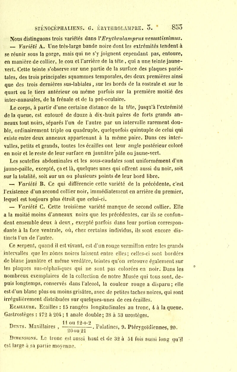 Nous distinguons trois variétés dans YErythrolamprus venustissimus. — Variété A. Une très-large bande noire dont les extrémités tendent à se réunir sous la gorge, mais qui ne s’y joignent cependant pas, entoure, en manière de collier, le cou et l’arrière de la tête , qui a une teinte jaune- vert. Cette teinte s’observe sur une partie de la surface des plaques parié- tales, des trois principales squammes temporales, des deux premières ainsi que des trois dernières sus-labiales, sur les bords de la rostrale et sur le quart ou le tiers antérieur ou même parfois sur la première moitié des inter-nanasales, de la frênaie et de la pré-oculaire. Le corps, à partir d’une certaine distance de la tête, jusqu’à l’extrémité delà queue, est entouré de douze à dix-huit paires de forts grands an- neaux tout noirs, séparés l’un de l’autre par un intervalle rarement dou- ble, ordinairement triple ou quadruple, quelquefois quintuple de celui qui existe entre deux anneaux appartenant à la même paire. Dans ces inter- valles, petits et grands, toutes les écailles ont leur angle postérieur coloré en noir et le reste de leur surface en jaunâtre'pale ou jaune-vert. Les scutelles abdominales et les sous-caudales sont uniformément d’un jaune-paille, excepté, ça et là, quelques unes qui offrent aussi du noir, soit sur la totalité, soit sur un ou plusieurs points de leur bord libre. — Variété B. Ce qui différencie cette variété de la précédente, c’est l’existence d’un second collier noir, immédiatement en arrière du premier, lequel est toujours plus étroit que celui-ci. — Variété C. Cette troisième variété manque de second collier. Elle a la moitié moins d’anneaux noirs que les précédentes, car ils se confon- dent ensemble deux à deux, excepté parfois dans leur portion correspon- dante à la face ventrale, où, chez certains individus, ils sont encore dis- tincts l’un de l’autre. Ce serpent, quand il est vivant, est d’un rouge vermillon entre les grands intervalles que les zones noires laissent entre elles; celles-ci sont bordées de blanc jaunâtre et même Yerdâtre, teintes qu’on retrouve également sur les plaques sus-céphalkiucs qui ne sont pas colorées en noir. Dans les nombreux exemplaires de la collection de notre Musée qui tous sont, de- puis longtemps, conservés dans l’alcool, la couleur rouge a disparu ; elle est d’un blanc plus ou moins grisâtre, avec de petites taches noires, qui sont irrégulièrement distribuées sur quelques-unes de ces écailles. Ecaillure. Ecailles : 15 rangées longitudinales au tronc, 4 à la queue. Gastrostèges : 172 à 204; 1 anale double; 38 à 53 urostèges. || j Dents. Maxillaires , —-— ^ ^ Palatines, 9. Ptérygoïdiennes, 20. Dimensions. Le tronc est aussi haut et de 32 à 51 fois aussi long qu’il çst large à sa partie moyenne.