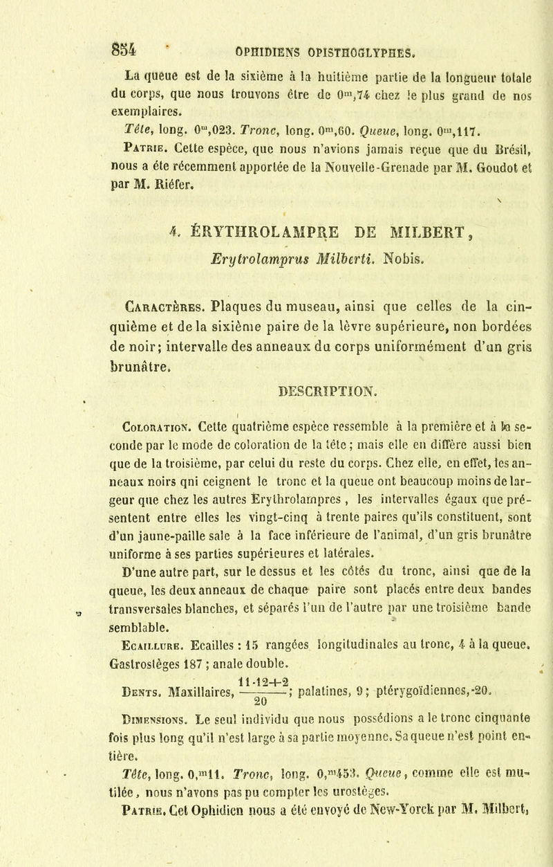 La queue est de la sixième à la huitième partie de la longueur totale du corps, que nous trouvons être de 0>*,74 chez le plus grand de nos exemplaires. Tête, long. 0m,023. Tronc, long. 0m,60. Queue, long. 0tu,117. Patrie. Cette espèce, que nous n’avions jamais reçue que du Brésil, nous a été récemment apportée de la Nouvelle-Grenade par M. Goudot et par M. Riéfer. h. ÉRYTHROLAMPRE DE MILBERT, Erytrolamprus Milberti. Nobis. Caractères. Plaques du museau, ainsi que celles de la cin- quième et delà sixième paire de la lèvre supérieure, non bordées de noir; intervalle des anneaux du corps uniformément d’un gris brunâtre. DESCRIPTION. I Coloration. Cette quatrième espèce ressemble à la première et à I*a se- conde par le mode de coloration de la tête ; mais elle en diffère aussi bien que de la troisième, par celui du reste du corps. Chez elle, en effet, les an- neaux noirs qni ceignent le tronc et la queue ont beaucoup moins de lar- geur que chez les autres Erythrolampres, les intervalles égaux que pré- sentent entre elles les vingt-cinq à trente paires qu’ils constituent, sont d’un jaune-paille sale à la face inférieure de l’animal, d’un gris brunâtre uniforme à ses parties supérieures et latérales. D’une autre part, sur le dessus et les côtés du tronc, ainsi que de la queue, les deux anneaux de chaque paire sont placés entre deux bandes transversales blanches, et séparés l’un de l’autre par une troisième bande semblable. Ecaillure. Ecailles : 15 rangées longitudinales au tronc, 4 à la queue. Gastrosièges 187 ; anale double. 11-12+2 Dents. Maxillaires, G palatines, 9; ptérygoïdiennes,-20. 20 Dimensions. Le seul individu que nous possédions a le tronc cinquante fois plus long qu’il n’est large à sa partie moyenne. Sa queue n’est point en- tière. Tête, long. 0,“11. Tronc, long. 0,m453. Queue, comme elle est mu- tilée, nous n’avons pas pu compter les urostèges. Patrie, Cet Ophidicn nous a été envoyé de New-Yorck par M. Milberti