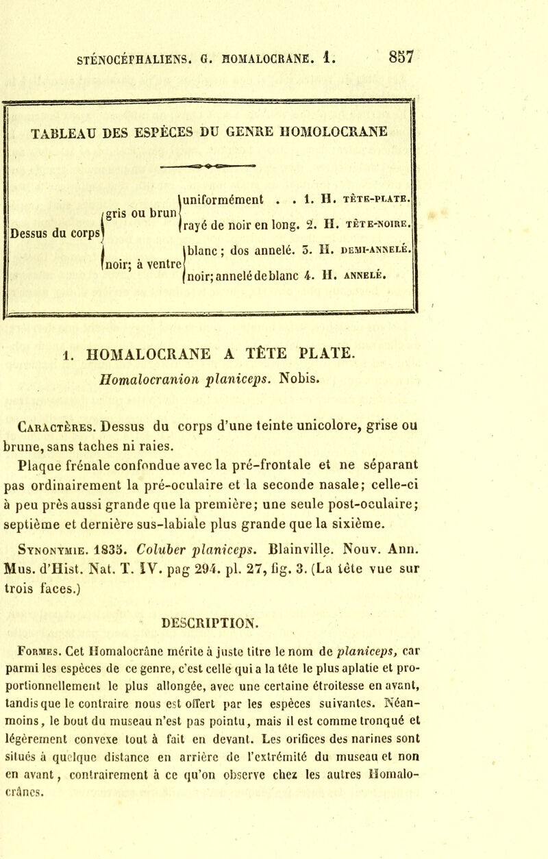 TABLEAU DES ESPÈCES DU GENRE IIOMOLOCRANE uniformément . . 1. H. tête-plate. rayé de noir en long. 2. H. tête-noire. I tblanc ; dos annelé. 5. H. demi-annelé. [noir; à ventre (noir;annelédeblanc 4. H. annele. Dessus du corps) /gris ou brun 1. HOMALOCRANE A TÊTE PLATE. Homalocranion planiceps. Nobis. Caractères. Dessus du corps d’une teinte unicolore, grise ou brune, sans taches ni raies. Plaque frênaie confondue avec la pré-frontale et ne séparant pas ordinairement la pré-oculaire et la seconde nasale; celle-ci à peu près aussi grande que la première; une seule post-oculaire; septième et dernière sus-labiale plus grande que la sixième. Synonymie. 1835. Coluber planiceps. Blainville. Nouv. Ann. Mus. d’TIist. Nat. T. ÏY. pag 294. pl. 27, fig. 3. (La tète vue sur trois faces.) DESCRIPTION. Formes. Cet Iîomalocrâne mérite à juste titre le nom de planiceps, car parmi les espèces de ce genre, c’est celle qui a la tête le plus aplatie et pro- portionnellement le plus allongée, avec une certaine étroitesse en avant, tandis que le contraire nous est offert parles espèces suivantes. Néan- moins, le bout du museau n’est pas pointu, mais il est comme tronqué et légèrement convexe tout à fait en devant. Les orifices des narines sont situés à quelque distance en arrière de l’extrémité du museau et non en avant, contrairement à ce qu’on observe chez les autres Homalo- crânes.