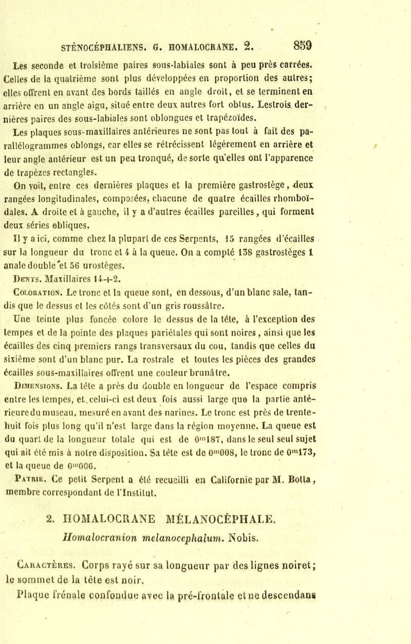 les seconde et troisième paires sous-labiales sont à peu près carrées. Celles de la quatrième sont plus développées en proportion des autres; elles offrent en avant des bords taillés en angle droit, et se terminent en arrière en un angle aigu, situé entre deux autres fort obtus. Lestrois der- nières paires des sous-labiales sont oblongues et trapézoïdes. Les plaques sous-maxillaires antérieures ne sont pas tout à fait des pa- rallélogrammes oblongs, car elles se rétrécissent légèrement en arrière et leur angle antérieur est un peu tronqué, de sorte qu’elles ont l’apparence de trapèzes rectangles. On voit, entre ces dernières plaques et la première gastrostège , deux rangées longitudinales, composées, chacune de quatre écailles rhomboï- dales. A droite et à gauche, il y a d’autres écailles pareilles, qui forment deux séries obliques. Il y a ici, comme chez la plupart de ces Serpents, 15 rangées d’écailles sur la longueur du tronc et 4 à la queue. On a compté 158 gastrostèges 1 anale double'et 56 urostèges. Dents. Maxillaires 14+2. Coloration. Le tronc et la queue sont, en dessous, d’un blanc sale, tan- dis que le dessus et les côtés sont d’un gris roussâtre. Une teinte plus foncée colore le dessus de la tête, à l’exception des tempes et de la pointe des plaques pariétales qui sont noires, ainsi que les écailles des cinq premiers rangs transversaux du cou, tandis que celles du sixième sont d’un blanc pur. La rostrale et toutes les pièces des grandes éeailles sous-maxillaires offrent une couleur brunâtre. Dimensions. La tête a près du double en longueur de l’espace compris entre les tempes, et.celui-ci est deux fois aussi large que la partie anté- rieure du museau, mesuré en avant des narines. Le tronc est près de trente- huit fois plus long qu’il n’est large dans la région moyenne. La queue est du quart de la longueur totale qui est de 0m187, dans le seul seul sujet qui ait été mis à notre disposition. Sa tête est de 0m008, le tronc de 0ra173, et la queue de 0nl006. Patrie. Ce petit Serpent a été recueilli en Californie par M. Botta, membre correspondant de l’Institut. 2. HOMALOCRANE MÉLANOCÉPHALE. llomalocranion melanocephalum. Nobis. Caractères. Corps rayé sur sa longueur par des lignes noiret ; le sommet de la tête est noir.