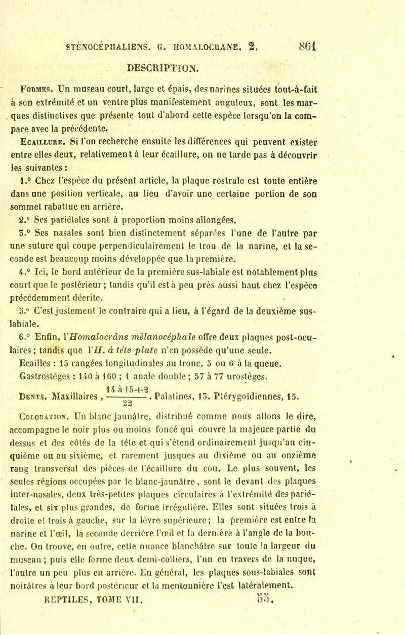 DESCRIPTION. Formes. Un museau court, large et épais, des narines situées tout-à-fait à son extrémité et un ventre plus manifestement anguleux, sont les mar- ques distinctives que présente tout d’abord cette espèce lorsqu’on la com- pare avec la précédente. Ecaillure. Si l’on recherche ensuite les différences qui peuvent exister entre elles deux, relativement à leur écaillure, on ne tarde pas à découvrir les suivantes : 1. ° Chez l’espèce du présent article, la plaque rostrale est toute entière dans une position verticale, au lieu d’avoir une certaine portion de son sommet rabattue en arrière. 2. ° Ses pariétales sont à proportion moins allongées. 3. ° Ses nasales sont bien distinctement séparées l’une de l’autre par «ne suture qui coupe perpendiculairement le trou de la narine, et la se- conde est beaucoup moins développée que la première. A.0 Ici, le bord antérieur de la première sus-labiale est notablement plus court que le postérieur; tandis qu’il esta peu près aussi haut chez l’espèce précédemment décrite. 5. ° C’est justement le contraire qui a lieu, à l’égard de la deuxième sus- labiale. 6. ° Enfin, YHomalocrâne mélanocéphale offre deux plaques post-ocu- laires ; tandis que l'JJ. à tête plate n’en possède qu’une seule. Ecailles : 15 rangées longitudinales au tronc, 5 ou 6 à la queue. Gastrostèges : 140 à 160 ; 1 anale double; 57 à 77 urostèges. 14 à 15-t-2 Dents. Maxillaires , — . Palatines, 13. Plérygoïdiennes, 15. Coloration. Un blanc jaunâtre, distribué comme nous allons le dire, accompagne le noir plus ou moins foncé qui couvre la majeure partie du dessus et des côtés de la tête et qui s’étend ordinairement jusqu’au cin- quième ou au sixième, et rarement jusques au dixième ou au onzième rang transversal des pièces de l’.écaillure du cou. Le plus souvent, les seules régions occupées par le blanc-jaunâtre, sont le devant des plaques inter-nasales, deux très-petites plaques circulaires à l’extrémité des parié- tales, et six plus grandes, de forme irrégulière. Elles sont situées trois à droite et trois à gauche, sur la lèvre supérieure; la première est entre la narine et l’œil, la seconde derrière l’œil et la dernière à l’angle de la bou- che. On trouve, en outre, celle nuance blanchâtre sur toute la largeur du museau ; puis elle forme deux demi-colliers, l’un en travers de la nuque, l’autre un peu plus en arrière. En général, les plaques sous-labiales sont noirâtres à leur bord postérieur et la mentonnière l’est latéralement. REPTILES, TOME VU. 55,