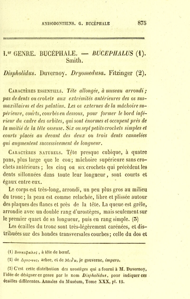 ï.er GENRE. BÜCÉPHALE. — BUCEPHALUS (1). Smith. Dispholidus. Duvernoy. Dryomedusa. Fitzinger (2). Caractères essentiels. Tête allongée, à museau arrondi ; pas de dents ou crohets aux extrémités antérieures des os sus- maxillaires et des palatins. Les os externes de là mâchoire su- périeure, courts, courbés en dessous, pour former le bord infé- rieur du cadre des orbites, qui sont énormes et occupent près de la moitié de la tête osseuse. Six ou sept petits crochets simples et courts placés au devant des deux ou trois dents cannelées qui augmentent successivement de longueur. Caractères naturels. Tête presque cubique, à quatre pans, plus large que le cou; mâchoire supérieure sans cro- chets antérieurs ; les cinq ou six crochets qui précèdent les dents sillonnées dans toute leur longueur, sont courts et égaux entre eux. Le corps est très-long, arrondi, un peu plus gros au milieu du tronc; la peau est comme relâchée, libre et plissée autour des plaques des flancs et près de la tête. La queue est grêle, arrondie avec un double rang d’urostèges, mais seulement sur le premier quart de sa longueur, puis en rang simple. (5) Les écailles du tronc sont très-légèrement carénées, et dis- tribuées sur des bandes transversales courbes ; celle du dos et (t) BooKi(pu\og, à tôle de bœuf» (2) de Apus-uoç, arbre, et de je gouverne, impero• (3) C’est cette distribution des urostèges qui a fourni à M. Duvernoy, l'idée de désigner ce genre par le nom Dispholidus, pour indiquer ces écailles différentes. Annales du Muséum, Tome XXX, pl. 12.