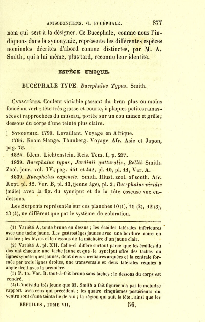 nom qui sert à la désigner. Ce Bucephale, comme nous l’in- diquons dans la synonymie, représente les différentes espèces nominales décrites d’abord comme distinctes, par M. A. Smith, qui a lui même, plus tard, reconnu leur identité. ESPECE BUCÈPHALE TYPE. Bucephaîus Typus. Smith. Caractères. Couleur variable passant du brun plus ou moins foncé au vert ; tête très grosse et courte, à plaques petites ramas- sées et rapprochées du museau, portée sur un cou mince et grêle; dessous du corps d’une teinte plus claire. t Synonymie. 1790. Levaillant. Voyage en Afrique. 1794. Boom Slange. Thunberg. Voyage Afr. Asie et Japon, pag. 75. 1824. Idem. Lichtenstein. Pieis. Tora. I, p. 257. 1829. Bucephaîus typus, Jardinii gutturalîs, Bellii. Smith. Zool. jour. vol. IV, pag. 441 et 442, pl. 10, pl. 11, Var. A. 1839. Bucephaîus capensis. Smith. Illust. zool. of south. Afr. Rept. pl. 12. Var. B, pl. 13,(jeune âge), pl. 3; Bucephaîus viridis (mâle) avec la fig. du synciput et de la tête osseuse vue en- dessous. Les Serpents représentés sur ces planches 10 (1), 11 (2), 12 (3), 13 (4), ne diffèrent que par le système de coloration. (1) Variété A, toute brune en dessus ; les écailles latérales inférieures ' avec une tache jaune. Les gastrostèges jaunes avec une bordure noire en arrière ; les lèvres et le dessous de la mâchoire d’un jaune clair. (2) Variété A, pl. XII. Celle-ci diffère surtout parce que les écailles du dos ont chacune une tache jaune et que le synciput offre des taches ou lignes symétriques jaunes, dont deux surciliaires arquées et la centrale for- mée par trois lignes droites, une transversale et deux latérales réunies à angle droit avec la première. (3) P. 13. Var. B. tout-à-fait brune sans taches ; le dessous du corps est cendré. (4) L/individu très jeune que M. Smith a fait figurer n’a pas le moindre rapport avec ceux qui précèdent ; les quatre cinquièmes postérieurs du ventre sont d’une teinte lie de vin ; la région qui suit la tête, ainsi que les REPTILES , TOME VII. 56.