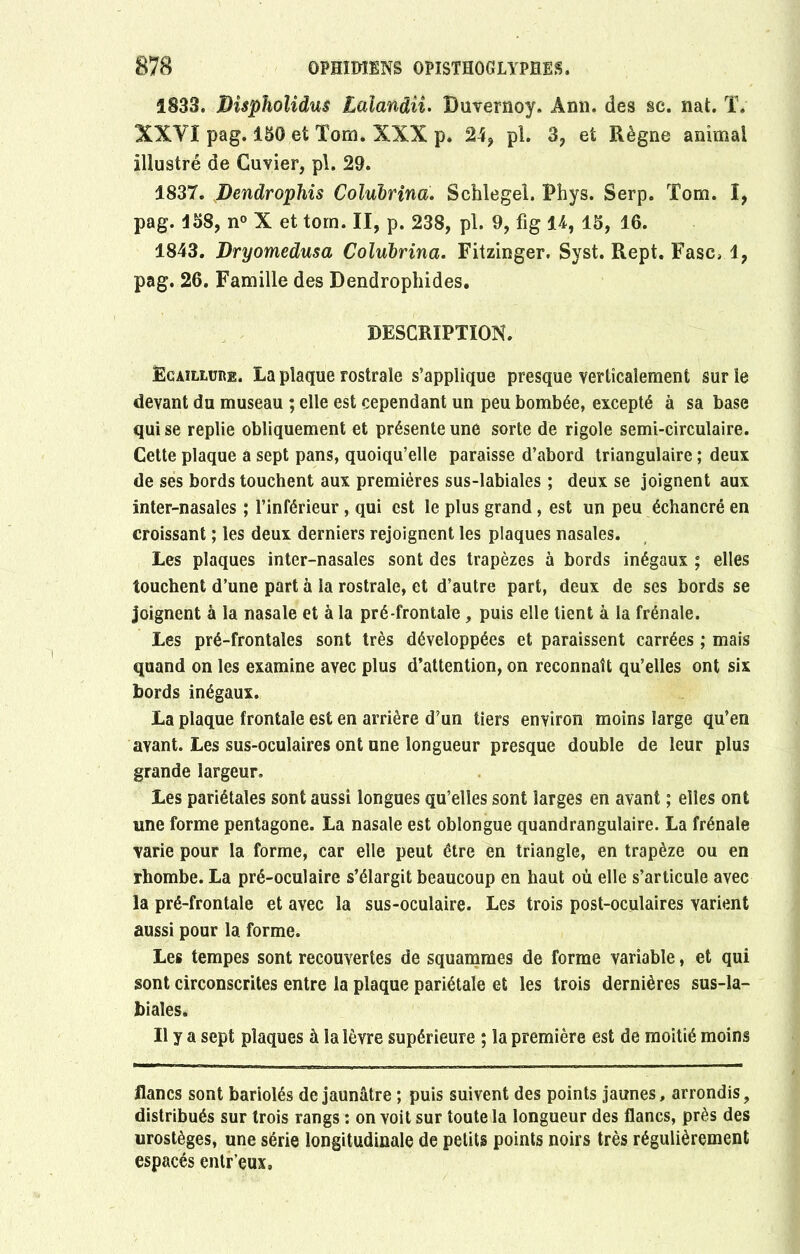 1833. Bîspholîdus Lalanâii. Duvernoy. Ann. des sc. nat. T. XXYI pag. 150 et Tom. XXX p. 24, pl. 3, et Règne animai illustré de Cuvier, pl. 29. 1837. Dendrophis Colubrind. Schlegel. Phys. Serp. Tom. I, pag. i58, n° X et tom. II, p. 238, pl. 9, fig 14, 15, 16. 1843. Bryomedusa Colubrina. Fitzinger. Syst. Rept. Fasc, 1, pag. 26. Famille des Dendrophides. DESCRIPTION. Ecaïllure. La plaque rostrale s’applique presque verticalement sur le devant du museau ; elle est cependant un peu bombée, excepté à sa base qui se replie obliquement et présente une sorte de rigole semi-circulaire. Cette plaque a sept pans, quoiqu’elle paraisse d’abord triangulaire ; deux de ses bords touchent aux premières sus-labiales ; deux se joignent aux inter-nasales ; l’inférieur, qui est le plus grand, est un peu échancré en croissant ; les deux derniers rejoignent les plaques nasales. Les plaques inter-nasales sont des trapèzes à bords inégaux ; elles touchent d’une part à la rostrale, et d’autre part, deux de ses bords se joignent à la nasale et à la pré-frontale, puis elle tient à la frênaie. Les pré-frontales sont très développées et paraissent carrées ; mais quand on les examine avec plus d’attention, on reconnaît qu’elles ont six bords inégaux. La plaque frontale est en arrière d’un tiers environ moins large qu’en ayant. Les sus-oculaires ont une longueur presque double de leur plus grande largeur. Les pariétales sont aussi longues qu’elles sont larges en avant ; elles ont une forme pentagone. La nasale est oblongue quandrangulaire. La frênaie varie pour la forme, car elle peut être en triangle, en trapèze ou en rhombe. La pré-oculaire s’élargit beaucoup en haut où elle s’articule avec la pré-frontale et avec la sus-oculaire. Les trois post-oculaires varient aussi pour la forme. Les tempes sont recouvertes de squammes de forme variable, et qui sont circonscrites entre la plaque pariétale et les trois dernières sus-la- biaîes. Il y a sept plaques à la lèvre supérieure ; la première est de moitié moins flancs sont bariolés de jaunâtre ; puis suivent des points jaunes, arrondis, distribués sur trois rangs : on voit sur toute la longueur des flancs, près des urostèges, une série longitudinale de petits points noirs très régulièrement espacés entr’eux»