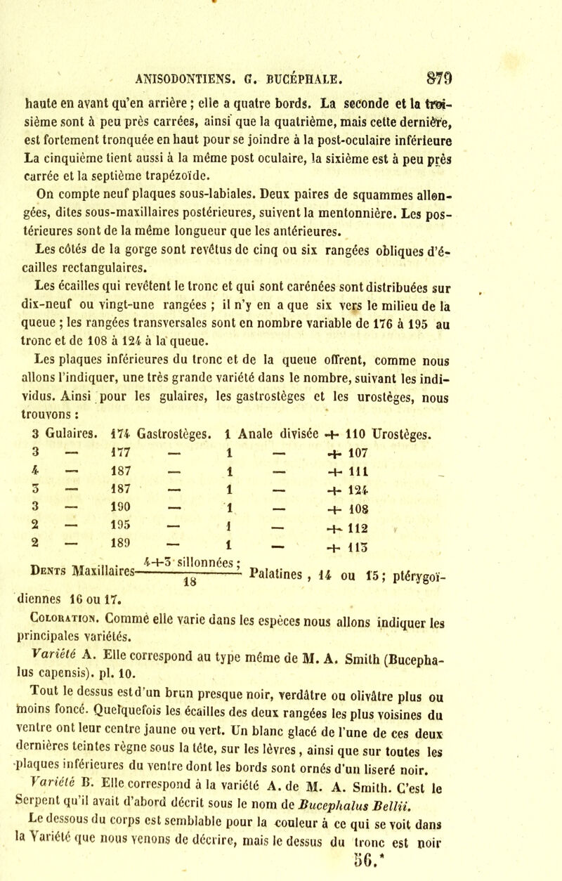 haute en avant qu’en arrière ; elle a quatre bords. la seconde et la troi- sième sont à peu près carrées, ainsi que la quatrième, mais cette derniète, est fortement tronquée en haut pour se joindre à la post-oculaire inférieure La cinquième tient aussi à la même post oculaire, la sixième est à peu près carrée et la septième trapézoïde. On compte neuf plaques sous-labiales. Deux paires de squammes allon- gées, dites sous-maxillaires postérieures, suivent la mentonnière. Les pos- térieures sont de la même longueur que les antérieures. Les côtés de la gorge sont revêtus de cinq ou six rangées obliques d’é- cailles rectangulaires. Les écailles qui revêtent le tronc et qui sont carénées sont distribuées sur dix-neuf ou vingt-une rangées ; il n’y en a que six vers le milieu de la queue ; les rangées transversales sont en nombre variable de 176 à 195 au tronc et de 108 à 124 à la queue. Les plaques inférieures du tronc et de la queue offrent, comme nous allons l’indiquer, une très grande variété dans le nombre, suivant les indi- vidus. Ainsi pour les gulaires, les gastrostèges et les urostèges, nous trouvons : 3 Gulaires. 3 — 4 — 3 — 3 — 2 — 2 — 174 Gastrostèges. 177 — 187 — 187 — 190 — 195 — 189 — 1 Anale divisée 1 — 1 — 1 — 1 — 1 — 1 — ■4- 110 Urostèges. + 107 -4- 111 -1- 124 + 108 *+ 112 + 113 4+3 sillonnées ; 18 Palatines, 14 ou 15; ptérygoï- Dents Maxillaires- diennes 16 ou 17. Coloration. Gommé elle varie dans les espèces nous allons indiquer les principales variétés. Variété A. Elle correspond au type même de M. A. Smith (Bucepha- lus capensis). pl. 10. Tout le dessus estd’un brun presque noir, verdâtre ou olivâtre plus ou moins foncé. Quelquefois les écailles des deux rangées les plus voisines du ventre ont leur centre jaune ou vert. Un blanc glacé de l’une de ces deux dernières teintes règne sous la tête, sur les lèvres, ainsi que sur toutes les •plaques inférieures du ventre dont les bords sont ornés d’un liseré noir. Variété B. Elle correspond à la variété A. de M. A. Smith. C’est le Serpent qu’il avait d’abord décrit sous le nom de Bucephalus Bellii. Le dessous du corps est semblable pour la couleur à ce qui se voit dans la Variété que nous venons de décrire, mais le dessus du tronc est noir 56/