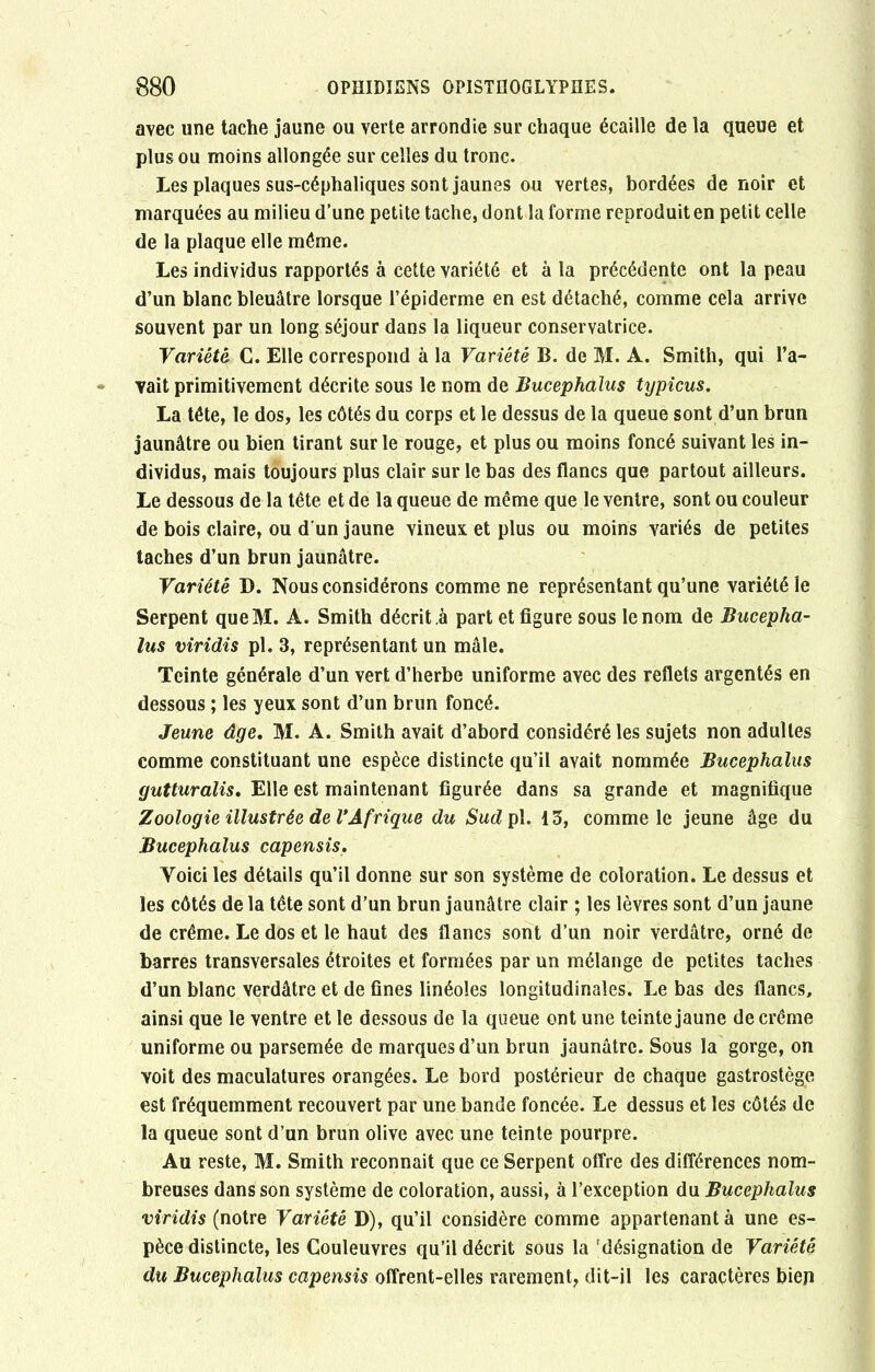 avec une tache jaune ou verte arrondie sur chaque écaille de la queue et plus ou moins allongée sur celles du tronc. Les plaques sus-céphaliques sont jaunes ou vertes, bordées de noir et marquées au milieu d’une petite tache, dont la forme reproduit en petit celle de la plaque elle même. Les individus rapportés à cette variété et à la précédente ont la peau d’un blanc bleuâtre lorsque l’épiderme en est détaché, comme cela arrive souvent par un long séjour dans la liqueur conservatrice. Variété C. Elle correspond à la Variété B. de M. A. Smith, qui l’a- vait primitivement décrite sous le nom de Bucephalus typicus. La tête, le dos, les côtés du corps et le dessus de la queue sont d’un brun jaunâtre ou bien tirant sur le rouge, et plus ou moins foncé suivant les in- dividus, mais toujours plus clair sur le bas des flancs que partout ailleurs. Le dessous de la tête et de la queue de même que le ventre, sont ou couleur de bois claire, ou d'un jaune vineux et plus ou moins variés de petites taches d’un brun jaunâtre. Variété D. Nous considérons comme ne représentant qu’une variété le Serpent queM. A. Smith décrit à part et figure sous le nom de Bucepha- lus viridis pl. 3, représentant un mâle. Teinte générale d’un vert d’herbe uniforme avec des reflets argentés en dessous ; les yeux sont d’un brun foncé. Jeune âge. M. A. Smith avait d’abord considéré les sujets non adultes comme constituant une espèce distincte qu’il avait nommée Bucephalus gutturalis. Elle est maintenant figurée dans sa grande et magnifique Zoologie illustrée de VAfrique du Sud pl. 13, comme le jeune âge du Bucephalus capensis. Yoici les détails qu’il donne sur son système de coloration. Le dessus et les côtés de la tête sont d’un brun jaunâtre clair ; les lèvres sont d’un jaune de crème. Le dos et le haut des flancs sont d’un noir verdâtre, orné de barres transversales étroites et formées par un mélange de petites taches d’un blanc verdâtre et de fines linéoles longitudinales. Le bas des flancs, ainsi que le ventre et le dessous de la queue ont une teinte jaune de crème uniforme ou parsemée de marques d’un brun jaunâtre. Sous la gorge, on voit des maculatures orangées. Le bord postérieur de chaque gastrostège est fréquemment recouvert par une bande foncée. Le dessus et les côtés de la queue sont d’un brun olive avec une teinte pourpre. Au reste, M. Smith reconnaît que ce Serpent offre des différences nom- breuses dans son système de coloration, aussi, à l’exception du Bucephalus viridis (notre Variété D), qu’il considère comme appartenant à une es- pèce distincte, les Couleuvres qu’il décrit sous la 'désignation de Variété du Bucephalus capensis offrent-elles rarement, dit-il les caractères bien