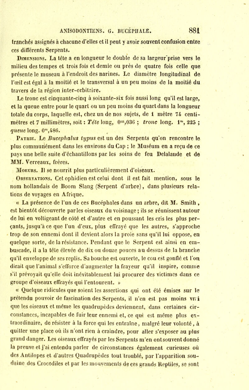 tranchés assignés à chacune d’elles et il peut y avoir souvent confusion entre ces différents Serpents. Dimensions. La tête a en longueur le double de sa largeur'prise vers le milieu des tempes et trois fois et demie ou près de quatre fois celle que présente le museau à l’endroit des narines. Le diamètre longitudinal de l’œil est égal à la moitié et le transversal à un peu moins de la moitié du travers de la région inter-orbitaire. Le tronc est cinquante-cinq à soixante-six fois aussi long qu’il est large, et la queue entre pour le quart ou un peu moins du quart dans la longueur totale du corps, laquelle est, chez un de nos sujets, de i mètre 74 centi- mètres et 7 millimètres, soit : Tête long, 0m,036 ; tronc long. lm, 225 ; queue long. 0m,48G. Patrie. Le Bucephalus typus est un des Serpents qu’on rencontre le plus communément dans les environs du Cap ; le Muséum en a reçu de ce pays une belle suite d’échantillons par les soins de feu Delalande et de MM. Verreaux, frères. Moeurs. Il se nourrit plus particulièrement d’oiseaux. Observations. Cet ophidien est celui dont il est fait mention, sous le nom hollandais de Boom Slang (Serpent d’arbre), dans plusieurs rela- tions de voyages en Afrique. « La présence de l’un de ces Bucéphales dans un arbre, dit M. Smith , est bientôt découverte parles oiseaux du voisinage ; ils se réunissent autour de lui en voltigeant de côté et d’autre et en poussant les cris les plus per- çants, jusqu’à ce que l’un d’eux, plus effrayé que les autres, s’approche trop de son ennemi dont il devient alors la proie sans qu’il lui oppose, en quelque sorte, de la résistance. Pendant que le Serpent est ainsi en em- buscade, il a la tête élevée de dix ou douze pouces au dessus de la branche qu’il enveloppe de ses replis. Sa bouche est ouverte, le cou est gonflé et l’on dirait que l’animal s’efforce d’augmenter la frayeur qu’il inspire, comme s’il prévoyait qu’elle doit inévitablement lui procurer des victimes dans ce groupe d’oiseaux effrayés qui l’entourent. » « Quelque ridicules que soient les assertions qui ont été émises sur le prétendu pouvoir de fascination des Serpents, il n’en est pas moins vr;i que les oiseaux et même les quadrupèdes deviennent, dans certaines cir- constances, incapables de fuir leur ennemi et, ce qui est même plus ex- traordinaire, de résister à la force qui les entraîne, malgré leur volonté, à quitter une place où ils n’ont rien à craindre, pour aller s’exposer au plus grand danger. Les oiseaux effrayés par les Serpents m’en ont souvent donné la preuve et j’ai entendu parler de circonstances également curieuses où des Antilopes et d’autres Quadrupèdes tout troublé, par l’apparition sou- daine des Crocodiles et par les mouvements de ces grands Reptiles, se sont