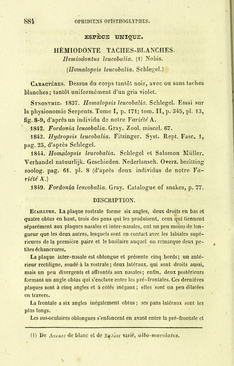 ESPÈCE UMI^ÜE. HÉMIODONTE TACHES-BLANCHES. Hemiodontus leucobalia. (1) Nobis. (.lîomalopsis leucobalia. Schlegel.) Caractères. Dessus du corps tantôt noir, avec ou sans taches blanches; tantôt uniformément d'un gris violet. Synonymie. 1837. lîomalopsis leucobalia. Schlegel. Essai sur la physionomie Serpents. Tome I, p. 171; tom. ïï, p. 343, pl. 13, fig. 8-9, d’après un individu de notre Variété A. 1842. Fordonia leucobalia. Gray. Zool. miscel. 67. 1843. Hydropsis leucobalia. Fitzinger. Syst* Rept. Fasc. 1, pag. 23, d’après Schlegel. 1844. Homalopsis leucobalia. Schlegel et Salomon Müller. Verhandel natuurlijk. Geschieden. Nederlansch. Overz. bezitting zoolog. pag. 61. pl. 8 (d’après deux individus de notre Va- riété À.) 1849, Fordonia leucobalia. Gray. Catalogue of snakes, p. 77. DESCRIPTION. Ecaillure. La .plaque rostrale forme six angles, deux droits en bas et quatre obtus en haut, trois des pans qui les produisent, ceux qui tiennent séparément aux plaques nasales et inter-nasales, ont un peu moins de lon- gueur que les deux autres, lesquels sont en contact avec les labiales supé- rieures de la première paire et le basilaire auquel on remarque deux pe- tites échancrures. La plaque inter-nasale est oblongue et présente cinq bords; un anté- rieur rectiligne, soudé à la rostrale; deux latéraux, qui sont droits aussi, mais un peu divergents et affrontés aux nasales; enfin, deux postérieurs formant un angle obtus qui s’enclave entre les pré-frontales. Ces dernières plaques sont à cinq angles et à côtés inégaux; elles sont un peu dilatées en travers. La frontale a six angles inégalement obtus ; ses pans latéraux sont les plus longs. Les sus-oculaires oblongues s’enfoncent en avant entre la pré-frontale et (1) De Awxoç de blanc et de varié, albo-maculatus.