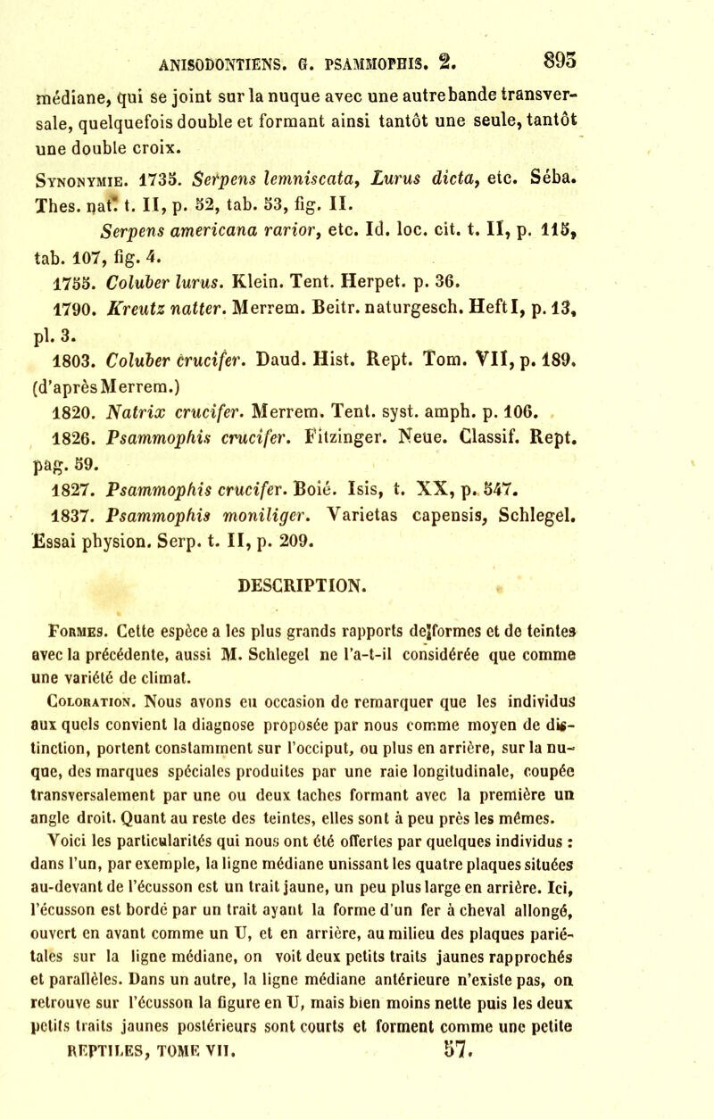 médiane, qui se joint sur la nuque avec une autrebande transver- sale, quelquefois double et formant ainsi tantôt une seule, tantôt une double croix. Synonymie. 1735. Serpens lemniscata, Lurus dicta, etc. Séba. Thés, nat! t. II, p. 52, tab. 53, fig. II. Serpens americana rarior, etc. Id. loc. cit. t. II, p. 115, tab. 107, fig. 4. 1755. Coluber lurus. Klein. Tent. Herpet. p. 36. 1790. Kreutz natter. Merrem. Beitr. naturgesch. HeftI, p. 13, pl. 3. 1803. Coluber crucifer. Daud. Hist. Rept. Tom. VII, p. 189. (d’après Merrem.) 1820. Natrix crucifer. Merrem. Tent. syst. amph. p. 106. 1826. Psammophis crucifer. Fitzinger. Neüe. Classif. Rept. pag. 59. 1827. Psammophis crucifer. Boié. Isis, t. XX, p. 547. 1837. Psammophis moniliger. Varietas capensis, Schlegel. Essai pbysion. Serp. t. II, p. 209. DESCRIPTION. Formes. Cette espèce a les plus grands rapports deîformcs et de teintes avec la précédente, aussi M. Schlegel ne l’a-t-il considérée que comme une variété de climat. Coloration. Nous avons eu occasion de remarquer que les individus aux quels convient la diagnose proposée par nous comme moyen de dis- tinction, portent constamment sur l’occiput, ou plus en arrière, sur la nu- que, des marques spéciales produites par une raie longitudinale, coupée transversalement par une ou deux taches formant avec la première un angle droit. Quant au reste des teintes, elles sont à peu près les mêmes. Voici les particularités qui nous ont été offertes par quelques individus : dans l’un, par exemple, la ligne médiane unissant les quatre plaques situées au-devant de l’écusson est un trait jaune, un peu plus large en arrière. Ici, l’écusson est bordé par un trait ayant la forme d’un fer à cheval allongé, ouvert en avant comme un U, et en arrière, au milieu des plaques parié- tales sur la ligne médiane, on voit deux petits traits jaunes rapprochés et parallèles. Dans un autre, la ligne médiane antérieure n’existe pas, on retrouve sur l’écusson la figure en U, mais bien moins nette puis les deux petits traits jaunes postérieurs sont courts et forment comme une petite REPTILES, TOME VIT, 57.
