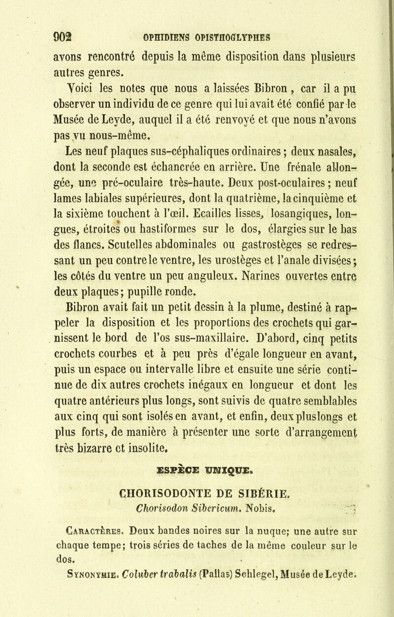 avons rencontré depuis la même disposition dans plusieurs autres genres. Yoici les notes que nous a laissées Bibron, car il a pu observer un individu de ce genre qui lui avait été confié par le Musée de Leyde, auquel il a été renvoyé et que nous n’avons pas vu nous-même. Les neuf plaques sus-céphaliques ordinaires ; deux nasales, dont la seconde est échancrée en arrière. Une frênaie allon- gée, une pré-oculaire très-haute. Deux post-oculaires ; neuf lames labiales supérieures, dont la quatrième, la cinquième et la sixième touchent à l’œil. Ecailles lisses, losangiques, lon- gues, étroites ou hastiformes sur le dos, élargies sur le bas des flancs. Scutelles abdominales ou gastrostèges se redres- sant un peu contre le ventre, les urostèges et l’anale divisées; les côtés du ventre un peu anguleux. Narines ouvertes entre deux plaques ; pupille ronde. Bibron avait fait un petit dessin à la plume, destiné à rap- peler la disposition et les proportions des crochets qui gar- nissent le bord de l’os sus-maxillaire. D’abord, cinq petits crochets courbes et à peu près d’égale longueur en avant, puis un espace ou intervalle libre et ensuite une série conti- nue de dix autres crochets inégaux en longueur et dont les quatre antérieurs plus longs, sont suivis de quatre semblables aux cinq qui sont isolés en avant, et enfin, deuxpluslongs et plus forts, de manière à présenter une sorte d’arrangement très bizarre et insolite. espèce CHORISODONTE DE SIBÉRIE. Chorisodon Siberïcum. Nobis* 1 Caractères. Deux bandes noires sur la nuque; une autre sur chaque tempe; trois séries de taches de la même couleur sur le dos. Synonymie. Coluber trdbalis (Pailas) Sehlegel, Musée de Leyde.