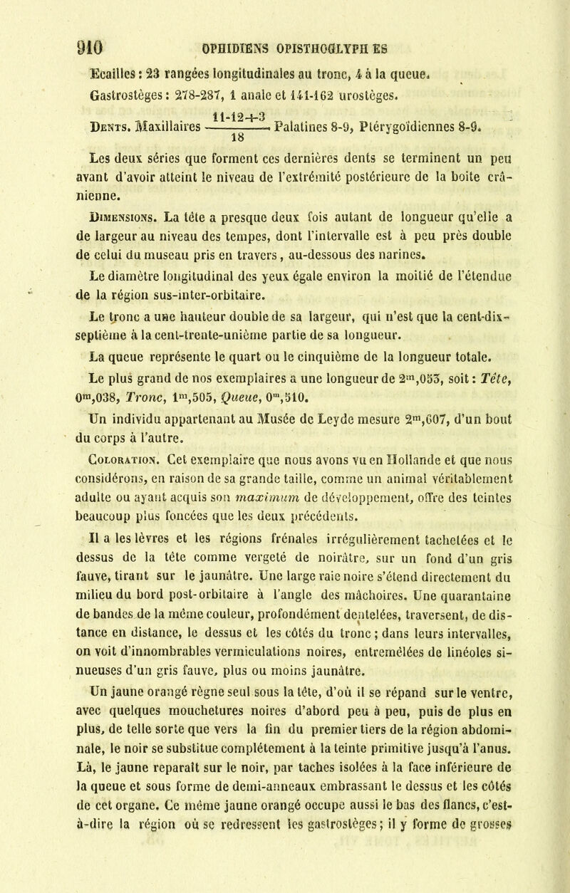 Ecailles : 23 rangées longitudinales au tronc, l à la queue. Gastrostèges : 278-287, 1 anale et 141-162 urostèges. 11-12-4-3 Dents. Maxillaires —Palatines 8-9, Ptérygo'idiennes 8-Ô. Les deux séries que forment ces dernières dents se terminent un peu ayant d’avoir atteint le niveau de l’extrémité postérieure de la boite crâ- nienne. Dimensions. La tète a presque deux fois autant de longueur qu’elle a de largeur au niveau des tempes, dont l’intervalle est à peu près double de celui du museau pris en travers, au-dessous des narines. Le diamètre longitudinal des yeux égale environ la moitié de l’étendue de la région sus-inter-orbitaire. Le tjronc a une hauteur double de sa largeur, qui n’est que la cent-dix- septième à la cent-trente-uniôme partie de sa longueur. La queue représente le quart ou le cinquième de la longueur totale. Le plus grand de nos exemplaires a une longueur de 2m,053, soit : Tête, 0ra,038, Tronc, lra,505, Queue, 0m,510. Un individu appartenant au Musée de Leyde mesure 2m,C07, d’un bout du corps à l’autre. Coloration. Cet exemplaire que nous avons vu en Hollande et que nous considérons, en raison de sa grande taille, comme un animal véritablement adulte ou ayant acquis son maximum de développement, offre des teintes beaucoup plus foncées que les deux précédents. Il a les lèvres et les régions frênaies irrégulièrement tachetées et le dessus de la tête comme vergeté de noirâtre, sur un fond d’un gris fauve, tirant sur le jaunâtre. Une large raie noire s’étend directement du milieu du bord post-orbitaire à l’angle des mâchoires. Une quarantaine de bandes de la même couleur, profondément dentelées, traversent, de dis- tance en distance, le dessus et les côtés du tronc ; dans leurs intervalles, on voit d’innombrables vermiculations noires, entremêlées de linéoles si- nueuses d’un gris fauve, plus ou moins jaunâtre. Un jaune orangé règne seul sous la tête, d’où il se répand sur le ventre, avec quelques mouchetures noires d’abord peu à peu, puis de plus en plus, de telle sorte que vers la fin du premier tiers de la région abdomi- nale, le noir se substitue complètement à la teinte primitive jusqu’à l’anus. Là, le jaune reparaît sur le noir, par taches isolées à la face inférieure de la queue et sous forme de demi-anneaux embrassant le dessus et les côtés de cet organe. Ce même jaune orangé occupe aussi le bas des flancs, c’est- à-dire la région ou se redressent les gastrosièges; il y forme de grosses