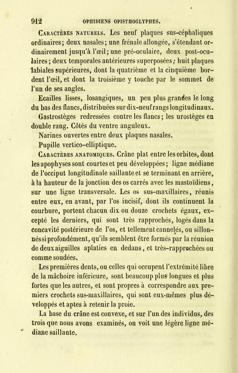 Caractères naturels. Les neuf plaques sus-céphaliques ordinaires; deux nasales; une frênaie allongée, s’étendant or- dinairement jusqu’à l’œil; une pré-oculaire, deux post-ocu- laires ; deux temporales antérieures superposées; huit plaques labiales supérieures, dont la quatrième et la cinquième bor- dent l’œil, et dont la troisième y touche par le sommet de l’un de ses angles. Ecailles lisses, losangiques, un peu plus grandes le long du bas des flancs, distribuées sur dix-neuf rangs longitudinaux. Gastrostèges redressées contre les flancs ; les urostèges en double rang. Côtés du ventre anguleux. Narines ouvertes entre deux plaques nasales. Pupille vertico-elliptique. Caractères anatomiques. Crâne plat entre les orbites, dont les apophyses sont courtes et peu développées; ligne médiane de l’occiput longitudinale saillante et se terminant en arrière, à la hauteur de la jonction des os carrés avec les mastoïdiens, sur une ligne transversale. Les os sus-maxillaires, réunis entre eux, en avant, par l’os incisif, dont ils continuent la courbure, portent chacun dix ou douze crochets égaux, ex- cepté les derniers, qui sont très rapprochés, logés dans la concavité postérieure de l’os, et tellement cannelés, ou sillon- nés si profondément, qu’ils semblent être formés par la réunion de deux aiguilles aplaties en dedans, et très-rapprechées ou comme soudées. Les premières dents, ou celles qui occupent l’extrémité libre de la mâchoire inférieure, sont beaucoup plus longues et plus fortes que les autres, et sont propres à correspondre aux pre- miers crochets sus-maxillaires, qui sont eux-mêmes plus dé- veloppés et aptes à retenir la proie. La base du crâne est convexe, et sur l’un des individus, des trois que nous avons examinés, on voit une légère ligne mé- diane saillante.