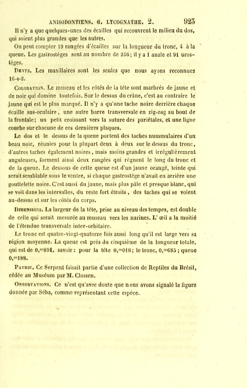 Ï1 n’y a que quelques-unes des écailles qui recouvrent le milieu du dos, qui soient plus grandes que les autres. On peut compter 19 rangées d’écailles sur la longueur du tronc, A à la queue. Les gasirostèges sont au nombre de 246 ; il y a 1 anale et 91 uros- tèges. Dents. Les maxillaires sont les seules que nous ayons reconnues 16+2. Coloration. Le museau et les côtés de ia tête sont marbrés de jaune et de noir qui domine toutefois. Sur le dessus du crâne, c’est au contraire le jaune qui est le plus marqué. Il n’y a qu’une tache noire derrière chaque écaille sus-oculaire , une autre barre transversale en zig-zag au bout de la frontale; un petit croissant vers la suture des pariétales, et une ligne courbe sur chacune de ces dernières plaques. Le dos et le dessus de la queue portent des taches nummulaires d’un beau noir, réunies pour la plupart deux à deux sur le dessus du tronc, d’autres taches également noires, mais moins grandes et irrégulièrement anguleuses, forment ainsi deux rangées qui régnent le long du tronc et de la queue. Le dessous de celte queue est d’un jaune orangé, teinte qui serait semblable sous le ventre, si chaque gastrostège n’avait en arrière une gouttelette noire. C’est aussi du jaune, mais plus pâle et presque blanc, qui se voit dans les intervalles, du reste fort étroits, des taches qui se voient au-dessus et sur les côtés du corps. Dimensions. La largeur de la tête, prise au niveau des tempes, est double de celle qui serait mesurée au museau vers les narines. L’ œil a la moitié de l’étendue transversale inter-orbitaire. Le tronc est quatre-vingt-quatorze fois aussi long qu’il est large vers sa région moyenne. La queue est près du cinquième de la longueur totale, qui est de 0,m891, savoir: pour la tête 0,ra018; le tronc, 0,,u685 ; queue 0,,n188. Patrie. Ce Serpent faisait partie d’une collection de Reptiles du Brésil, cédée au Muséum par M. Clossen. Observations. Ce n’est qu’avec doute que nous avons signalé la figure donnée par Séba, comme représentant cette espèce.