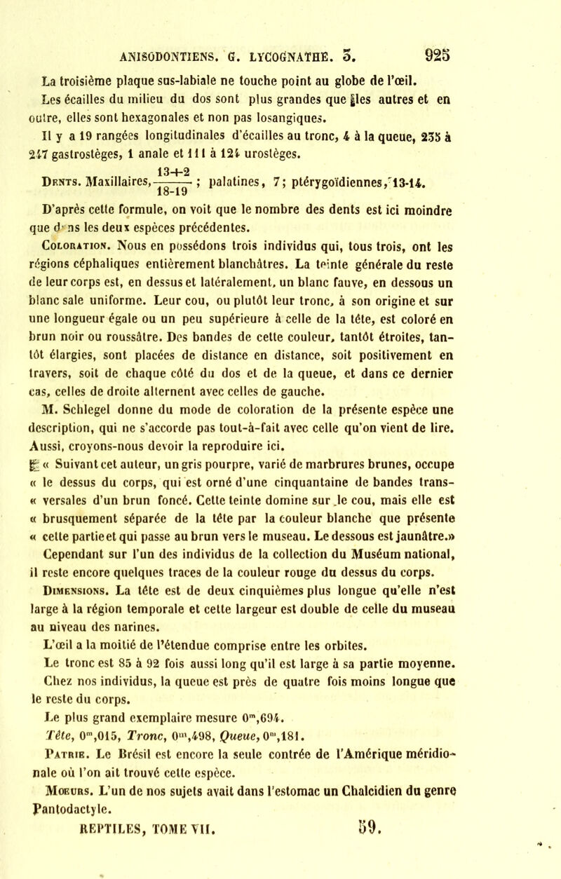 La troisième plaque sus-labiale ne touche point au globe de l’œil. Les écailles du milieu du dos sont plus grandes que |les autres et en outre, elles sont hexagonales et non pas Iosangiques. Il y a 19 rangées longitudinales d’écailles au tronc, 4 à la queue, 235 à 247 gastrostèges, 1 anale et H1 à 124 urostèges. 13-+-2 Df.nts. Maxillaires,— ; palatines, 7; ptérygoïdiennes ,'13-14. 18-19 D’après cette formule, on voit que le nombre des dents est ici moindre que d- ns les deux espèces précédentes. Coloration. Nous en possédons trois individus qui, tous trois, ont les régions céphaliques entièrement blanchâtres. La teinte générale du reste de leur corps est, en dessus et latéralement, un blanc fauve, en dessous un blanc sale uniforme. Leur cou, ou plutôt leur tronc, à son origine et sur une longueur égale ou un peu supérieure à celle de la tête, est coloré en brun noir ou roussâtre. Des bandes de cette couleur, tantôt étroites, tan- tôt élargies, sont placées de distance en distance, soit positivement en travers, soit de chaque côté du dos et de la queue, et dans ce dernier cas, celles de droite alternent avec celles de gauche. M. Schlegel donne du mode de coloration de la présente espèce une description, qui ne s’accorde pas tout-à-fait avec celle qu’on vient de lire. Aussi, croyons-nous devoir la reproduire ici. g « Suivant cet auteur, un gris pourpre, varié de marbrures brunes, occupe « le dessus du corps, qui est orné d’une cinquantaine débandés trans- it versales d’un brun foncé. Cette teinte domine sur.le cou, mais elle est « brusquement séparée de la tête par la couleur blanche que présente « celte partie et qui passe au brun vers le museau. Le dessous est jaunâtre.» Cependant sur l’un des individus de la collection du Muséum national, il reste encore quelques traces de la couleur rouge du dessus du corps. Dimensions. La tête est de deux cinquièmes plus longue qu’elle n’est large à la région temporale et cette largeur est double de celle du museau au niveau des narines. L’œil a la moitié de l’étendue comprise entre les orbites. Le tronc est 85 à 92 fois aussi long qu’il est large à sa partie moyenne. Chez nos individus, la queue est près de quatre fois moins longue que le reste du corps. Le plus grand exemplaire mesure 0m,694. Tête, 0m,015, Tronc, 0m,498, Queue, 0n',181. Patrie. Le Brésil est encore la seule contrée de l’Amérique méridio- nale où l’on ait trouvé cette espèce. Moeurs. L’un de nos sujets avait dans l’estomac un Chalcidien du genre Pantodactyle. REPTILES, TOME VII. 59.