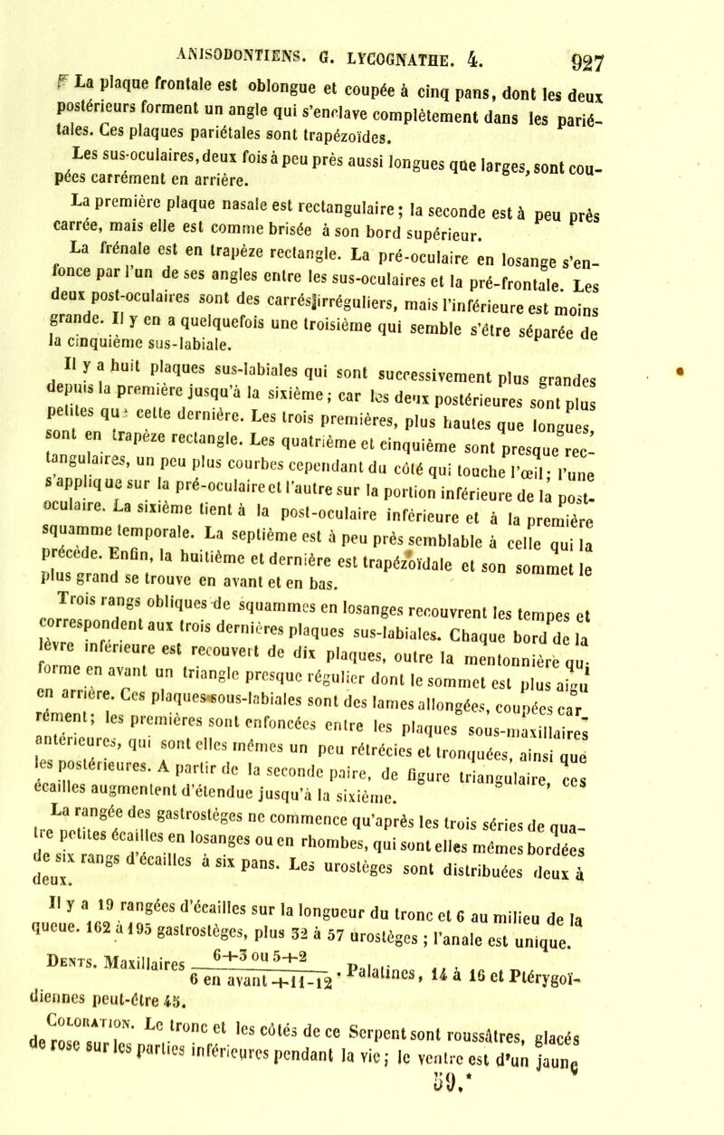 F La plaqae frontale est oblongue et coupée à cinq pans, dont les deux postérieurs forment un angle qui s'enclave complètement dans les parié- taies. Ces plaques pariétales sont trapézoïdes. Les sus-oculaires, deux fois à peu près aussi longues qne larges, sont cou- pées carrément en arrière. La première plaque nasale est rectangulaire ; la seconde est à peu prés carrée, mais elle est comme brisée à son bord supérieur. La frênaie est en trapèze rectangle. La pré-oculaire en losange s'en- fonce par I un de ses angles entre les sus-oculaires et la pré-frontale Les deux post-oculaires sont des carrésjirréguliers, mais l'inférieure est moins grande. Il y en a quelquefois une troisième qui semble s'étre séparée de la Cinquième sus-labiale. y Il y a huit plaques sus-labiales qui sont successivement plus grandes depuis la première jusqu'à la sixième; car les deux postérieures sont plus petites qu; celte dernière. Les trois premières, plus hautes que longues ont en trapeze rectangle. Les quatrième et cinquième sontpresque2 tangulaires, un peu plus courbes cependant du côté qui touche l’œil - l'une s applique sur la Pré-ocu,airect l'autre sur la portion inférieure de là st oculaire. La sixième tient à la post-oculaire inférieure et à la première squamme temporale. La septième est à peu prés semblable à ceNe qui [a précédé. Enfin, la huitième et dernière est trapézoïdale et son sommet le plus grand se trouve en avant et en bas. Trois rangs obliques de squammes en losanges recouvrent les temDes et correspondent aux trois dernières plaques sus-labia,es. Chaqu^/de la lèvre inferieure est recouvert de dix plaques, outre la mentonnière qu- forme en avant un triangle presque régulier dont le sommet est plus aL* en arriéré. Ces plaques«ous-lnbiales sont des lames allongées, couoées car- rément; les premières sont enfoncées entre les plaque/ soàs-maS terieure», qui sont elles mêmes un peu rétrécies et tronquées, ainsi que les postérieures. A partir de la seconde paire, de figure triangulaire, ces écailles augmentent d'étendue jusqu’à la sixième. La rangée des gastrostèges ne commence qu’aprés les trois séries de oua re petites écailles en losanges ou en rhombes, qui sont elles mêmes bordées de m rangs dérailles à six pans. Les urostèges sont distribuées deux à Il y a 19 rangées d'écailles sur la longueur du tronc et G au milieu de la queue. 162 a 195 gastrostèges, plus 32 à 57 urostèges ; l'anale est unique U* 16etPtérygoï- thermes peut-être 43. Cor-ûiunoN. Le tronc et les côtés de ce Serpent sont roussâtres, glacés sur les parties inférieures pendant la vie; le ventre est d’un jaune K 9 * 5