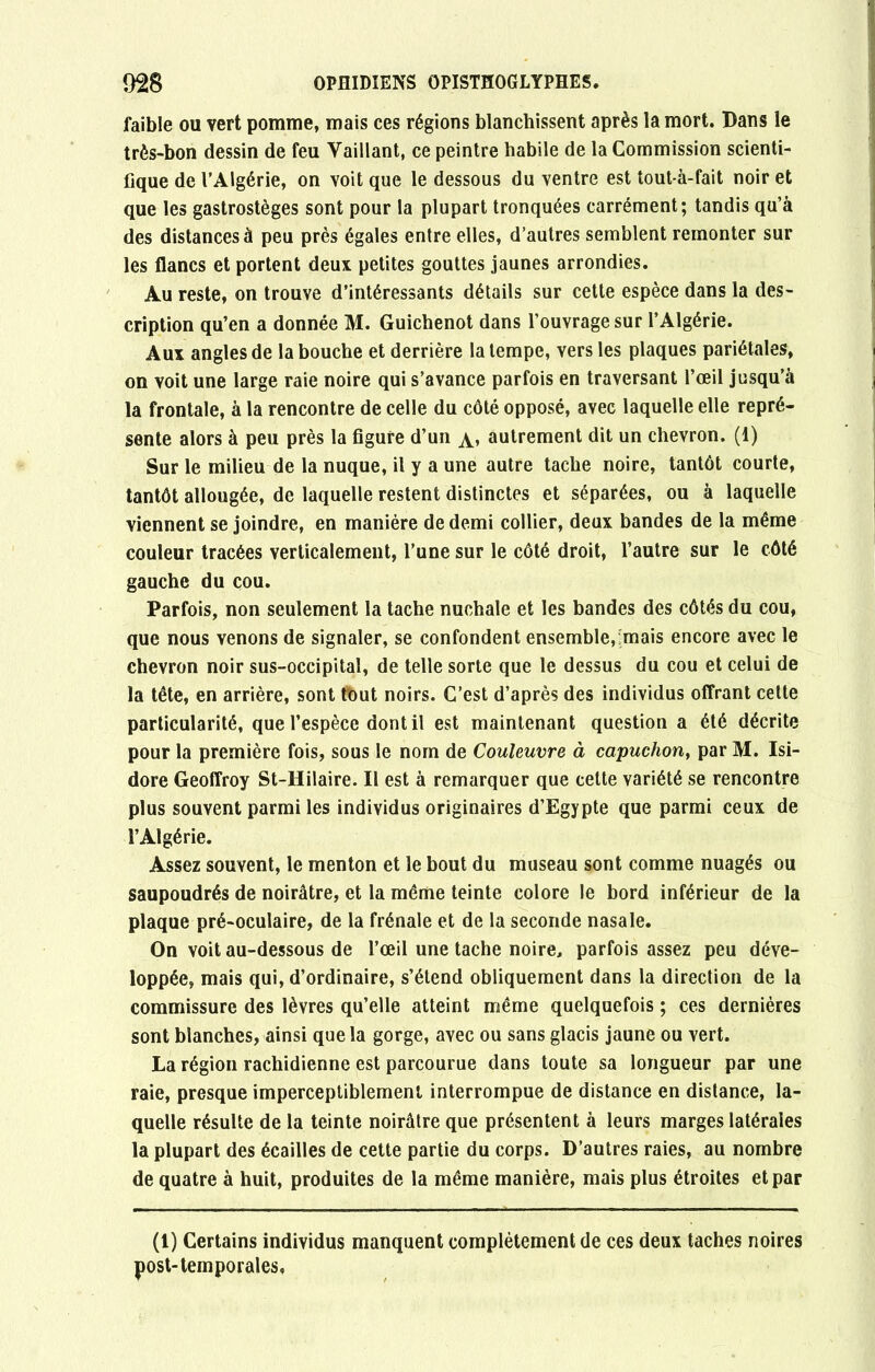 faible ou vert pomme, mais ces régions blanchissent après la mort. Dans le très-bon dessin de feu Vaillant, ce peintre habile de la Commission scienti- fique de l’Algérie, on voit que le dessous du ventre est tout-à-fait noir et que les gastrostèges sont pour la plupart tronquées carrément; tandis qu’à des distances à peu près égales entre elles, d’autres semblent remonter sur les flancs et portent deux petites gouttes jaunes arrondies. Au reste, on trouve d’intéressants détails sur cette espèce dans la des- cription qu’en a donnée M. Guichenot dans l’ouvrage sur l’Algérie. Aux angles de la bouche et derrière la tempe, vers les plaques pariétales, on voit une large raie noire qui s’avance parfois en traversant l’œil jusqu’à la frontale, à la rencontre de celle du côté opposé, avec laquelle elle repré- sente alors à peu près la figure d’un autrement dit un chevron. (1) Sur le milieu de la nuque, il y a une autre tache noire, tantôt courte, tantôt allougée, de laquelle restent distinctes et séparées, ou à laquelle viennent se joindre, en manière de demi collier, deux bandes de la même couleur tracées verticalement, l’une sur le côté droit, l’autre sur le côté gauche du cou. Parfois, non seulement la tache nuchale et les bandes des côtés du cou, que nous venons de signaler, se confondent ensemble, mais encore avec le chevron noir sus-occipital, de telle sorte que le dessus du cou et celui de la tête, en arrière, sont fout noirs. C’est d’après des individus offrant cette particularité, que l’espèce dont il est maintenant question a été décrite pour la première fois, sous le nom de Couleuvre à capuchon, par M. Isi- dore Geoffroy St-Hilaire. Il est à remarquer que celte variété se rencontre plus souvent parmi les individus originaires d’Egypte que parmi ceux de l’Algérie. Assez souvent, le menton et le bout du museau sont comme nuagés ou saupoudrés de noirâtre, et la même teinte colore le bord inférieur de la plaque pré-oculaire, de la frênaie et de la seconde nasale. On voit au-dessous de l’œil une tache noire, parfois assez peu déve- loppée, mais qui, d’ordinaire, s’étend obliquement dans la direction de la commissure des lèvres qu’elle atteint même quelquefois ; ces dernières sont blanches, ainsi que la gorge, avec ou sans glacis jaune ou vert. La région rachidienne est parcourue dans toute sa longueur par une raie, presque imperceptiblement interrompue de distance en distance, la- quelle résulte de la teinte noirâtre que présentent à leurs marges latérales la plupart des écailles de cette partie du corps. D’autres raies, au nombre de quatre à huit, produites de la même manière, mais plus étroites et par (1) Certains individus manquent complètement de ces deux taches noires post-temporales.