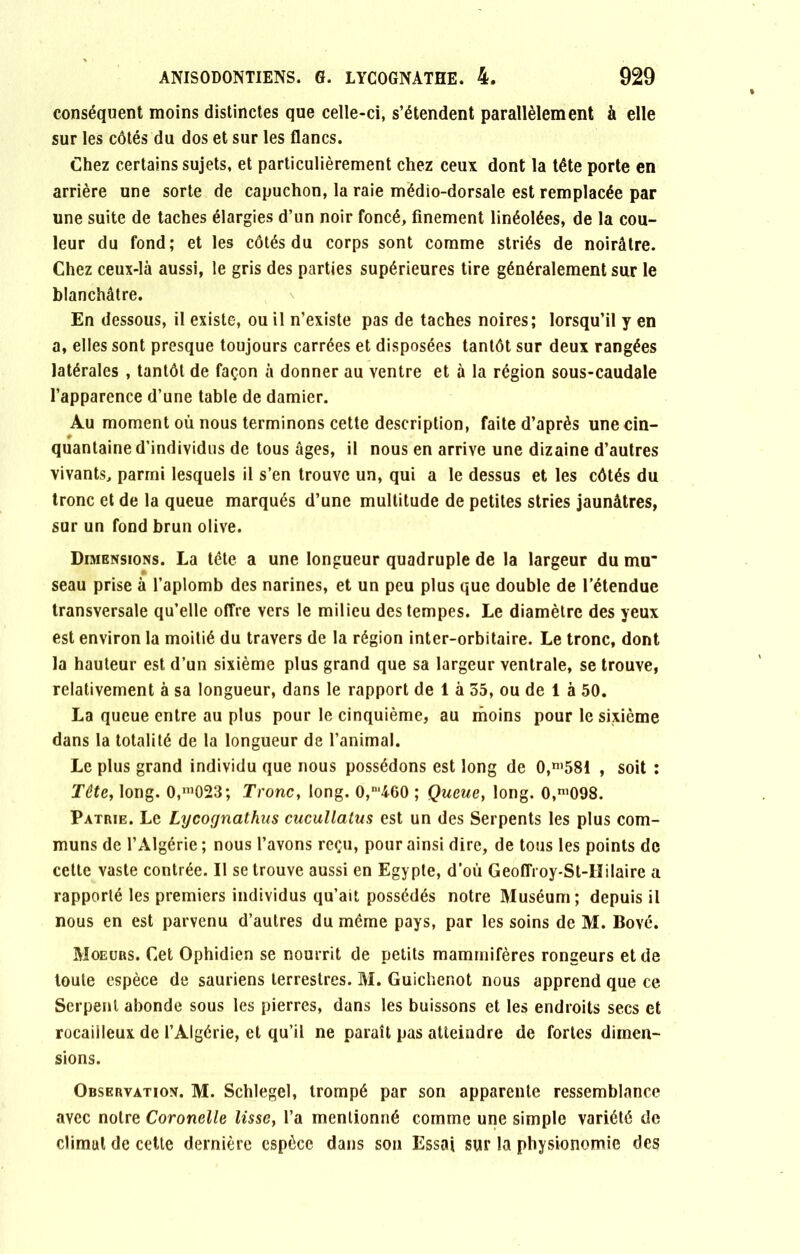 conséquent moins distinctes que celle-ci, s’étendent parallèlement à elle sur les côtés du dos et sur les flancs. Chez certains sujets, et particulièrement chez ceux dont la tête porte en arrière une sorte de capuchon, la raie médio-dorsale est remplacée par une suite de taches élargies d’un noir foncé, finement linéolées, de la cou- leur du fond; et les côtés du corps sont comme striés de noirâtre. Chez ceux-là aussi, le gris des parties supérieures tire généralement sur le blanchâtre. En dessous, il existe, ou il n’existe pas de taches noires; lorsqu’il y en a, elles sont presque toujours carrées et disposées tantôt sur deux rangées latérales , tantôt de façon à donner au ventre et à la région sous-caudale l’apparence d’une table de damier. Au moment où nous terminons cette description, faite d’après une cin- quantaine d’individus de tous âges, il nous en arrive une dizaine d’autres vivants, parmi lesquels il s’en trouve un, qui a le dessus et les côtés du tronc et de la queue marqués d’une multitude de petites stries jaunâtres, sur un fond brun olive. Dimensions. La tête a une longueur quadruple de la largeur du mn’ seau prise à l’aplomb des narines, et un peu plus que double de l’étendue transversale qu’elle offre vers le milieu des tempes. Le diamètre des yeux est environ la moitié du travers de la région inter-orbitaire. Le tronc, dont la hauteur est d’un sixième plus grand que sa largeur ventrale, se trouve, relativement à sa longueur, dans le rapport de 1 à 55, ou de 1 à 50. La queue entre au plus pour le cinquième, au moins pour le sixième dans la totalité de la longueur de l’animal. Le plus grand individu que nous possédons est long de 0,n,581 , soit ; Tête, long. 0,m023; Tronc, long. 0,‘460 ; Queue, long. 0,n,098. Patrie. Le Lycognathus cucullatus est un des Serpents les plus com- muns de l’Algérie ; nous l’avons reçu, pour ainsi dire, de tous les points de cette vaste contrée. Il se trouve aussi en Egypte, d’où Geoflïoy-St-Hilaire a rapporté les premiers individus qu’ait possédés notre Muséum; depuis il nous en est parvenu d’autres du même pays, par les soins de M. Bové. Moeurs. Cet Ophidien se nourrit de petits mammifères rongeurs et de toute espèce de sauriens terrestres. M. Guichenot nous apprend que ce Serpent abonde sous les pierres, dans les buissons et les endroits secs et rocailleux de l’Algérie, et qu’il ne paraît pas atteindre de fortes dimen- sions. Observation. M. Schlegel, trompé par son apparente ressemblance avec notre Coronelle lisse, l’a mentionné comme une simple variété de climat de cette dernière espèce dans son Essai sur la physionomie des