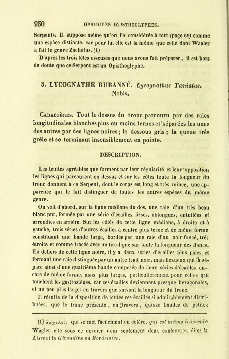 Serpents. Il suppose même qu’on l’a considérée à tort (page 69) comme une espèce distincte, car pour lui elle est la même que celle dont Wagler a fait le genre Zacholus. (1) D’après les trois têtes osseuses que nous avons fait préparer, il est hors de doute que ce Serpent est un Opisthoglyphe. 3. LYCOGNATHE RUBANNÉ. Lycognathus Tœniatus. Nobis. Caractères. Tout le dessus du tronc parcouru par des raies longitudinales blanches plus ou moins ternes et séparées les unes des autres par des lignes noires ; le dessous gris ; la queue très grêle et se terminant insensiblement en pointe. DESCRIPTION. Les teintes agréables que forment par leur régularité et leur opposition les lignes qui parcourent en dessus et sur les côtés toute la longueur du tronc donnent à ce Serpent, dont le corps est long et très mince, une ap- parence qui le fait distinguer de toutes les autres espèces du même genre. On voit d’abord, sur la ligne médiane du dos, une raie d’un très beau blanc pur, formée par une série d’écailles lisses, oblongues, entuilées et arrondies en arrière. Sur les côtés de cette ligne médiane, à droite et à gauche, trois séries d’autres écailles à centre plus terne et de même forme constituant une bande large, bordée par une raie d’un noir foncé, très étroite et comme tracée avec un tire-ligne sur toute la longueur des flancs. En dehors de cette ligne noire, il y a deux séries d’écailles plus pales et formant une raie distinguée par un autre trait noir, maisflexueux qui la sé- pare ainsi d’une quatrième bande composée de deux séries d’écailles en- core de même forme, mais plus larges, particulièrement pour celles qui touchent les gastrostèges, car ces écailles deviennent presque hexagonales, et un peu plus larges en travers que suivant la longueur du tronc. Il résulte de la disposition de toutes ces écailles si admirablement distri- buées, que le tronc présente, en [^travers , quinze bandes de petites (t) qui se met facilement en colère, qui est animo iracimdo Wagler cite sous ce dernier nom seulement deux couleuvres, dites la Lisse et la Girondine ou Bordelaise,