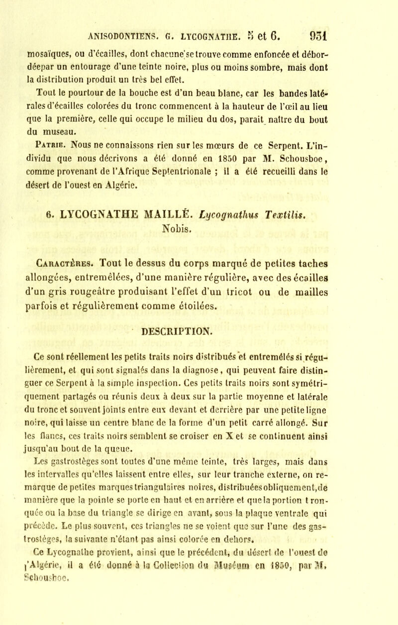 mosaïques, ou d’écailles, dont chacune’se trouve comme enfoncée et débor- déepar un entourage d’une teinte noire, plus ou moins sombre, mais dont la distribution produit un très bel effet. Tout le pourtour de la bouche est d’un beau blanc, car les bandes laté- rales d’écailles colorées du tronc commencent à la hauteur de l’œil au lieu que la première, celle qui occupe le milieu du dos, parait naître du bout du museau. Patrie. Nous ne connaissons rien sur les mœurs de ce Serpent. L’in- dividu que nous décrivons a été donné en 1850 par M. Schousboe, comme provenant de l’Afrique Septentrionale ; il a éié recueilli dans le désert de l’ouest en Algérie. 6. LYCOGNATHE MAILLÉ. Lycognathus Textilis. Nobis. Caractères. Tout le dessus du corps marqué de petites taches allongées, entremêlées, d’une manière régulière, avec des écailles d’un gris rougeâtre produisant l’effet d’un tricot ou de mailles parfois et régulièrement comme étoilées. DESCRIPTION. Ce sont réellement les petits traits noirs distribués et entremêlés si régu- lièrement, et qui sont signalés dans la diagnose, qui peuvent faire distin- guer ce Serpent à la simple inspection. Ces petits traits noirs sont symétri- quement partagés ou réunis deux à deux sur la partie moyenne et latérale du tronc et souvent joints entre eux devant et derrière par une petite ligne noire, qui laisse un centre blanc de la forme d’un petit carré allongé. Sur les flancs, ces traits noirs semblent se croiser en X et se continuent ainsi jusqu’au bout de la queue. Les gastrostèges sont toutes d’une même teinte, très larges, mais dans les intervalles qu’elles laissent entre elles, sur leur tranche externe, on re- marque de petites marques triangulaires noires, distribuéesobliquement,de manière que la pointe se porte en haut et en arrière et quela portion t ron- quée ou la base du triangle se dirige en avant, sous la plaque ventrale qui précède. Le plus souvent, ces triangles ne se voient que sur l’une des gas- trostéges, la suivante n’étant pas ainsi colorée en dehors. Ce Lycognatbe provient, ainsi que le précédent, du désert de l’ouest de l’Algérie, il a été donné à la Collection du Muséum en 1850, parM» Schousboe.