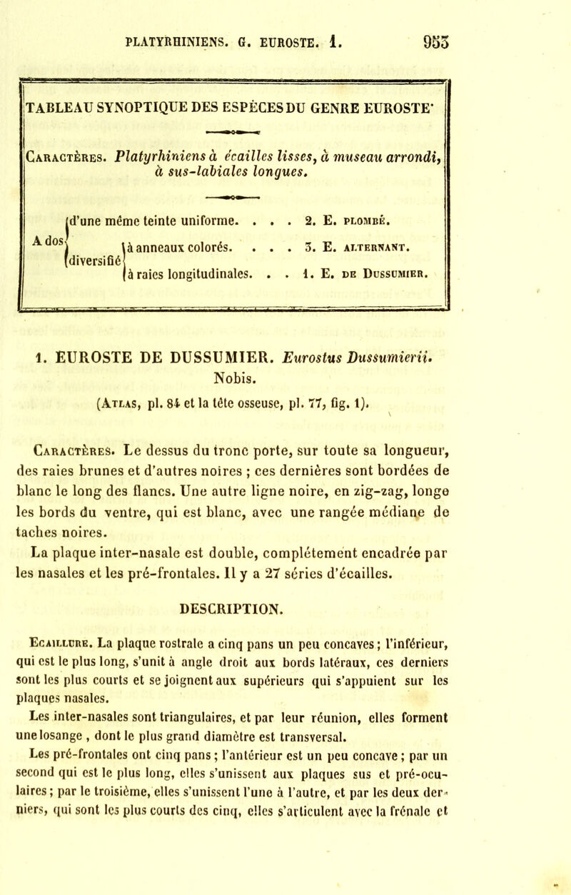 TABLEAU SYNOPTIQUE DES ESPÈCES DU GENRE EUROSTE* Caractères. Platyrhiniens à écailles lisses, à museau arrondi, à sus-laliales longues. jd’une même teinte uniforme. . . . 2. E. plombé. ^^osj \à anneaux colorés. . . . 3. E. alternant. (diversifié |à raies longitudinales. . . 1. E. de Dussümier. 1. EUROSTE DE DUSSUMIER. Eurostus Dussumieriû Nobis. (Atlas, pl. 84 et la tête osseuse, pl. 77, fig. 1). Caractères. Le dessus du tronc porte, sur toute sa longueur, des raies brunes et d’autres noires ; ces dernières sont bordées de blanc le long des flancs. Une autre ligne noire, en zig-zag, longe les bords du ventre, qui est blanc, avec une rangée médiane de taches noires. La plaque inter-nasale est double, complètement encadrée par les nasales et les pré-frontales. Il y a 27 séries d’écailles. DESCRIPTION. Ecailldre. La plaque rostrale a cinq pans un peu concaves ; l’inférieur, qui est le plus long, s’unit à angle droit aux bords latéraux, ces derniers sont les plus courts et se joignent aux supérieurs qui s’appuient sur les plaques nasales. Les inter-nasales sont triangulaires, et par leur réunion, elles forment une losange , dont le plus grand diamètre est transversal. Les pré-frontales ont cinq pans ; l’antérieur est un peu concave ; par un second qui est le plus long, elles s’unissent aux plaques sus et pré-ocu- laires ; par le troisième, elles s’unissent l’une à l’autre, et par les deux der* niers, qui sont les plus courts des cinq, elles s’articulent avec la frênaie et