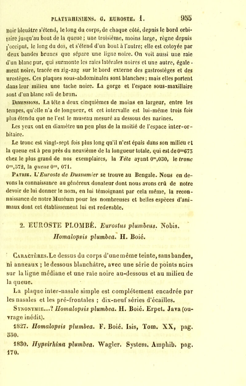 noir bleuâtre s’étend, le long du corps, de chaque côté, depuis le bord orbi- taire jusqu’au bout de la queue ; une troisième, moins large, règne depuis j’occiput, le long du dos, et s’étend d’un bout à l’autre; elle est cotoyée par deux bandes brunes que sépare une ligne noire. On voit aussi une raie d’un blanc pur, qui surmonte les raies latérales noires et une autre, égale - ment noire, tracée en zig-zag sur le bord externe des gastrostèges et des urostèges. Ces plaques sous-abdominales sont blanches; mais elles portent dans leur milieu une tache noire. La gorge et l’espace sous-maxillaire sont d’un blanc sali de brun. Dimensions. La tête a deux cinquièmes de moins en largeur, entre les tempes, qu’elle n’a de longueur, et cet intervalle est lui-méme trois fois plus étendu que ne l’est le museau mesuré au dessous des narines. Les yeux ont en diamètre un peu plus de la moitié de l’espace inter-or- bitaire. Le tronc est vingt-sept fois plus long qu’il n’est épais dans son milieu et la queue est à peu près du neuvième de la longueur totale, qui estdeOm673 chez le plus grand de nos exemplaires, la Tête ayant O'”,030, le tronc 0m,t>72, la queue 0m, 071. Patrie. VEuroste de Dussumier se trouve au Bengale. Nous en de- vons la connaissance au généreux donateur dont nous avons crû de notre devoir de lui donner le nom, en lui témoignant par cela même, la recon- naissance de notre Muséum pour les nombreuses et belles espèces d’ani- maux dont cet établissement lui est redevable. 2. EUROSTE PLOMBÉ. Eurostus plumljeus. Nobis. Homalopsis plumlea. H. Boié. Caractères.Le dessus du corps d’unemême teinte, sans bandes, ni anneaux ; le dessous blanchâtre, avec une série de points noirs sur la ligne médiane et une raie noire au-dessous et au milieu de la queue. La plaque inter-nasale simple est complètement encadrée par les nasales et les pré-frontales ; dix-neuf séries d’écailles. Synonymie...7 Homalopsis plurnbea. H. Boié. Erpet. Java (ou- vrage inédit). 1827. Homalopsis plumbea. F. Boié. Isis, Tom. XX, pag. bbO. 1830. Hypsirhina plumbea. Wagler. System, Amphib. pag. 170.