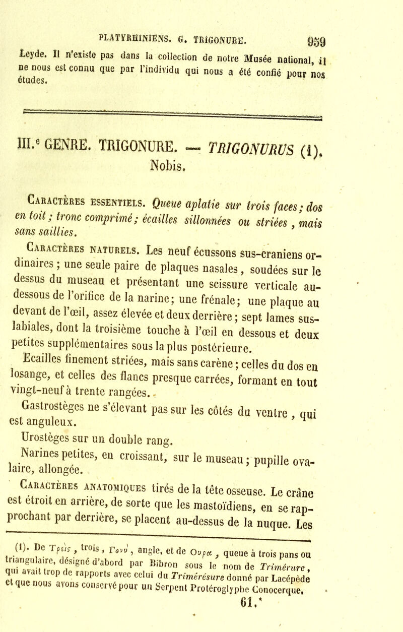 ieyde. Il n’eiiste pas dans la collection de notre Musée national, il ne nous est connu que par l'individu qui nous a été confié pour nos MI.* GENRE. TRIGONURE. — TR1GONURUS (i). Nobis. Caractères essentiels. Queue aplatie sur trois faces; dos en toit; tronc comprimé; écailles sillonnées ou striées , mais sans saillies. Caractères naturels. Les neuf écussons sus-craniens or- dinaires ; une seule paire de plaques nasales, soudées sur le dessus du museau et présentant une scissure verticale au- dessous de l’orifice de la narine; une frênaie; une plaque au devant de l’œil, assez élevée et deux derrière ; sept lames sus- labiales, dont la troisième touche à l’œil en dessous et deux petites supplémentaires sous la plus postérieure. Ecailles finement striées, mais sans carène ; celles du dos en losange, et celles des flancs presque carrées, formant en tout vingt-neuf à trente rangées.. Gastrostèges ne s’élevant pas sur les côtés du ventre nui est anguleux. * 4 Urostèges sur un double rang. Narines petites, en croissant, sur le museau ; pupille ova- laire, allongée. Caractères anatomiques tirés de la tête osseuse. Le crâne est étroit en arrière, de sorte que les mastoïdiens, en se rap- prochant par derrière, se placent au-dessus de la nuque. Les (1). De Tps(j , trois, rav« , angle, et de Oupa , queue à trois pans ou triangulaire, désigné d'abord par Bibron sous le nom de Triménirc e lTnlùs°av„nraPPOrtSaVeC dU donné parLacépèdê et que nous avons conservé pour un Serpent Protéroglyphe Conocerque, 61.*