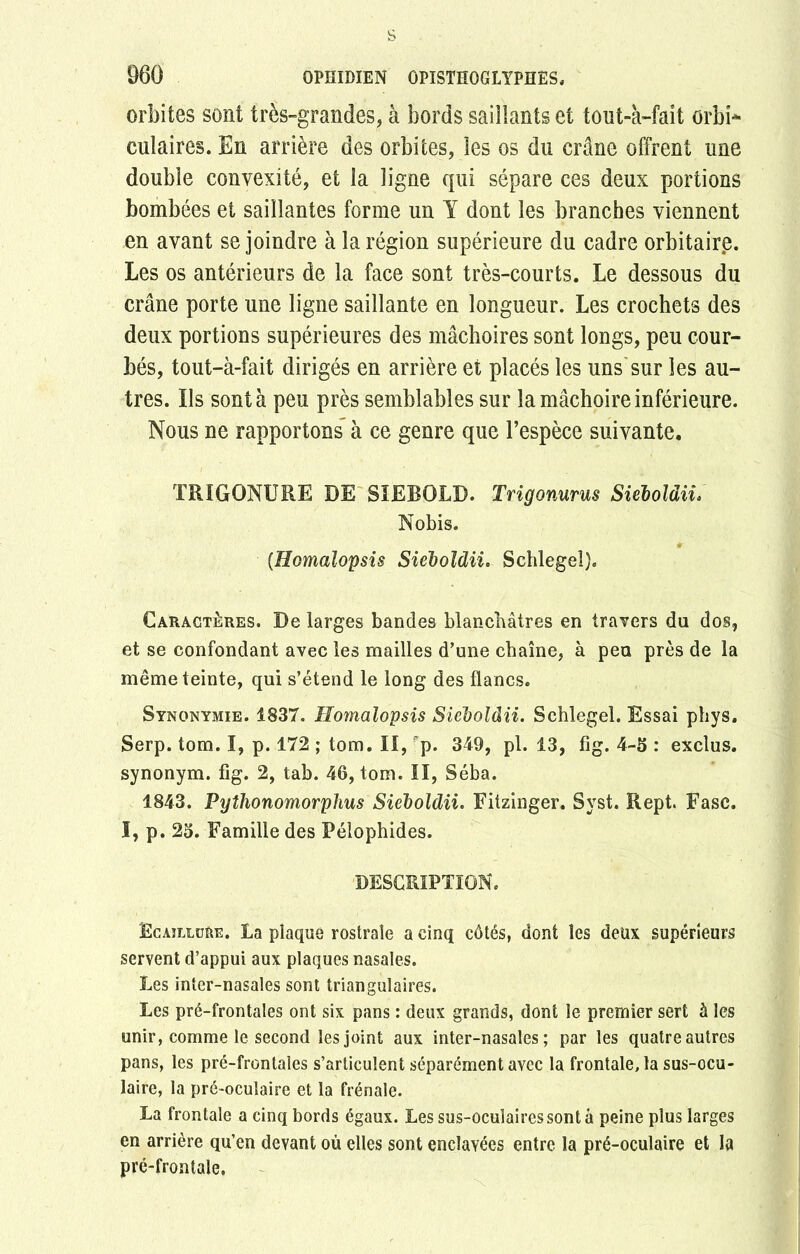 orbites sont très-grandes, à bords saillants et tout-à-faît orbî* culaires. En arrière des orbites, les os du crâne offrent une double convexité, et la ligne qui sépare ces deux portions bombées et saillantes forme un Y dont les branches viennent en avant se joindre à la région supérieure du cadre orbitaire. Les os antérieurs de la face sont très-courts. Le dessous du crâne porte une ligne saillante en longueur. Les crochets des deux portions supérieures des mâchoires sont longs, peu cour- bés, tout-à-fait dirigés en arrière et placés les uns sur les au- tres. Ils sont à peu près semblables sur la mâchoire inférieure. Nous ne rapportons’ à ce genre que l’espèce suivante. TRIGONURE DE SIEBOLD. Trigonurus Sieboldii» Nobis. (Homalopsis Sieboldii. Schlegel). Caractères. De larges bandes blanchâtres en travers du dos, et se confondant avec les mailles d’une chaîne, à peu près de la même teinte, qui s’étend le long des flancs. Synonymie. 1837. Homalopsis Sieboldii. Schlegel. Essai phys. Serp. tom. I, p. 172 ; tom. Iï, p. 349, pl. 13, fig. 4-5 : exclus, synonym. fig. 2, tab. 46, tom. II, Séba. 1843. Pythonomorphus Sieboldii. Fitzinger. Syst. Rept. Fasc. î, p. 25. Famille des Pélophides. DESCRIPTION. IScAïLLüftE. La plaque rostrale a cinq côtés, dont les deux supérieurs servent d’appui aux plaques nasales. Les inter-nasales sont triangulaires. Les pré-frontales ont six pans : deux grands, dont le premier sert à les unir, comme le second les joint aux inter-nasales; par les quatre autres pans, les pré-frontales s’articulent séparément avec la frontale, la sus-ocu- laire, la pré-oculaire et la frênaie. La frontale a cinq bords égaux. Les sus-oculaires sont à peine plus larges en arrière qu’en devant où elles sont enclavées entre la pré-oculaire et la pré-frontale.