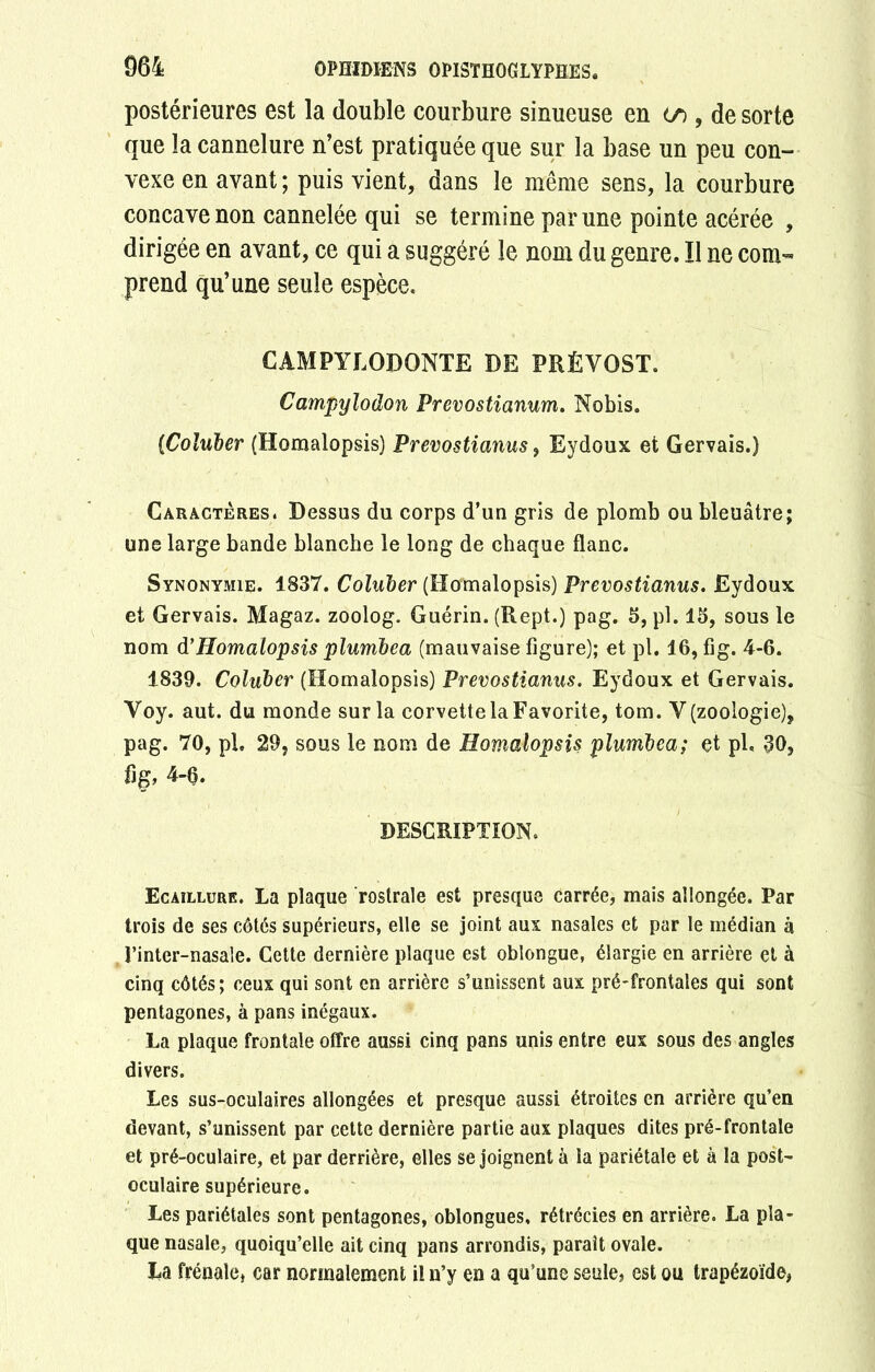 postérieures est la double courbure sinueuse en oo , de sorte que la cannelure n’est pratiquée que sur la base un peu con- vexe en avant ; puis vient, dans le même sens, la courbure concave non cannelée qui se termine par une pointe acérée , dirigée en avant, ce qui a suggéré le nom du genre. Ï1 ne com- prend qu’une seule espèce. CAMPYLODONTE DE PRÉVOST. Campylodon Prevostianum. Nobis. (Coluber (Homalopsis) Prevostianus, Eydoux et Gervais.) Caractères. Dessus du corps d’un gris de plomb ou bleuâtre; une large bande blanche le long de chaque flanc. Synonymie. 1837. Coluber (Homalopsis) Prevostianus. Eydoux et Gervais. Magaz. zoolog. Guérin. (Rept.) pag. 5, pl. 15, sous le nom d’Homalopsis plumbea (mauvaise figure); et pl. 16, fig. 4-6. 1839. Coluber (Homalopsis) Prevostianus. Eydoux et Gervais. Voy. aut. du monde sur la corvette la Favorite, tom. V (zoologie), pag. 70, pb 29, sous le nom de Homalopsis plumbea; et pl, 30, 4-0. DESCRIPTION. Ecaillure. La plaque rostrale est presque carrée, mais allongée. Par trois de ses côtés supérieurs, elle se joint aux nasales et par le médian à l’inter-nasale. Cette dernière plaque est oblongue, élargie en arrière et à cinq côtés; ceux qui sont en arrière s’unissent aux pré-frontales qui sont pentagones, à pans inégaux. La plaque frontale offre aussi cinq pans unis entre eux sous des angles divers. Les sus-oculaires allongées et presque aussi étroites en arrière qu’en devant, s’unissent par cette dernière partie aux plaques dites pré-frontale et pré-oculaire, et par derrière, elles se joignent à la pariétale et à la post- oculaire supérieure. Les pariétales sont pentagones, oblongues, rétrécies en arrière. La pla- que nasale, quoiqu’elle ait cinq pans arrondis, parait ovale. La frênaie, car normalement il n’y en a qu’une seule, est ou trapézoide,