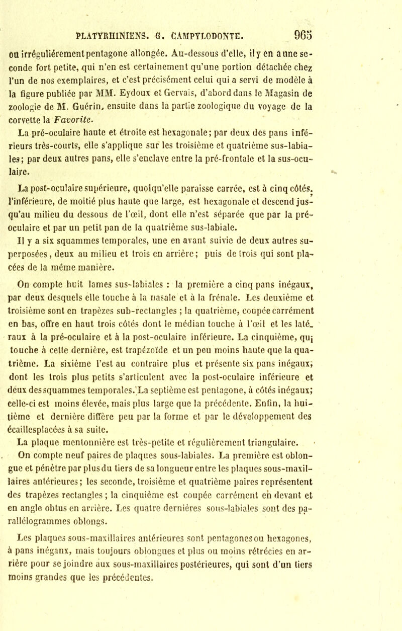 oïl irrégulièrement pentagone allongée. Au-dessous d’elle, il y en aune se- conde fort petite, qui n’en est certainement qu’une portion détachée chez l’un de nos exemplaires, et c’est précisément celui qui a servi de modèle à la figure publiée par MM. Eydoux etGervais, d’abord dans le Magasin de zoologie de M. Guérin, ensuite dans la partie zoologique du voyage de la corvette la Favorite. La pré-oculaire haute et étroite est hexagonale; par deux des pans infé- rieurs très-courts, elle s’applique sur les troisième et quatrième sus-labia- les; par deux autres pans, elle s’enclave entre la pré-frontale et la sus-ocu- laire. La post-oculaire supérieure, quoiqu’elle paraisse carrée, est à cinq côtés, l’inférieure, de moitié plus haute que large, est hexagonale et descend jus- qu’au milieu du dessous de l’œil, dont elle n’est séparée que par la pré- oculaire et par un petit pan de la quatrième sus-labiale. Il y a six squammes temporales, une en avant suivie de deux autres su- perposées, deux au milieu et trois en arrière; puis de trois qui sont pla- cées de la même manière. On compte huit lames sus-labiales : la première a cinq pans inégaux, par deux desquels elle touche à la nasale et à la frênaie. Les deuxième et troisième sont en trapèzes sub-rectangles ; la quatrième, coupée carrément en bas, offre en haut trois côtés dont le médian touche à l’œil et les laté_ raux à la pré-oculaire et à la post-oculaire inférieure. La cinquième, quj touche à celle dernière, est trapézoïde et un peu moins haute que la qua- trième. La sixième l’est au contraire plus et présente six pans inégaux; dont les trois plus petits s’articulent avec la post-oculaire inférieure et deux des squammes temporales.'La septième est pentagone, à côtés inégaux; celle-ci est moins élevée, mais plus large que la précédente. Enfin, la hui- tième et dernière diffère peu par la forme et par le développement des écaillesplacées à sa suite. La plaque mentonnière est très-petite et régulièrement triangulaire. On compte neuf paires de plaques sous-labiales. La première est oblon- guc et pénètre par plus du tiers de sa longueur entre les plaques sous-maxil- laires antérieures; les seconde, troisième et quatrième paires représentent des trapèzes rectangles ; la cinquième est coupée carrément eh devant et en angle obtus en arrière. Les quatre dernières sous-labiales sont des pa- rallélogrammes oblongs. Les plaques sous-maxillaires antérieures sont pentagones ou hexagones, à pans inéganx, mais toujours oblongues et plus ou moins rétrécies en ar- rière pour se joindre aux sous-maxillaires postérieures, qui sont d’un tiers moins grandes que les précédentes.