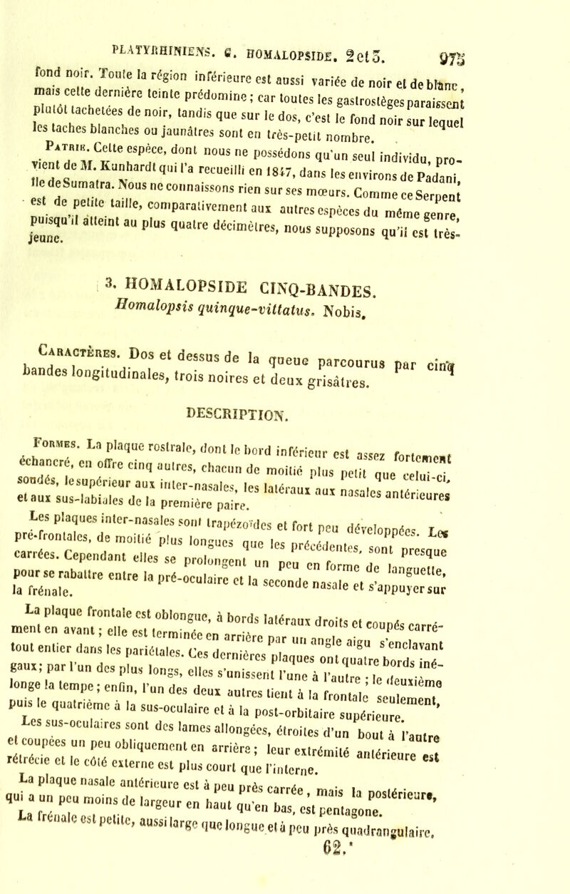 PLATYimmiENs. e. homalopside. feto. fond noir. Tonie la région inférieure est aussi variée de noir et de bfime mais cette dernière teinte prédomine; car toutes les gastrosièges paraissent IPes“ta h rTeShde n°'r’ ‘andiS qUe SUr ‘e d°S’ C’esl le fond noir s lequel les taches blanches ou jaunâtres sont en très-petit nombre P*T».K Celte espèce, dont nous ne possédons qu'un seul individu, pro- vient de M. Kunhardl qui l'a recueilli en I8i7, dans les environs de Padani Ile deSumatra. Nous ne connaissons rien sur ses mœurs. Comme ce Serpent est de petite taille, comparativement aui autres espèces du même genre jeune.*1 ‘ *“ P'US qUa‘re déCimèlres- »•“ «PI*»-, qu'il cst,r£ 3. HOMALOPSIDE CINQ-BANDES. Homalopsis quinque-vittatus. Nobis. Caractères .Dos et dessus de la queue parcourus par cinq bandes longitudinales, trois noires et deux grisâtres. ^ DESCRIPTION. Formes. La plaque roslrale, dont le bord inférieur est assez forte»,et échancv , en ffre cinq au|reSi dc ^™J me»l -Æ: srr ^-——- Les plaques inter-nasales sont trauézo'des pt fnrt n«„ ja , CS* ~ “ « - —• ■«:: :,XZ2; tout entier dans les pariétales. Ces dernV. P i ° a'gU S enc,avant gaux; par l'un des plus longs,'elles onge a tempe ; enfin, l’un des deux autres tient à la frontale seulement” puis e quatrième à la sus-oculaire et à la post-orbitaire supérieure es sus-oculaires sont des lames allongées, étroites d'un bouta l'autre 1“Peu obliquement en arrière; leur extrémité antérieure est ré récie et le «Hé externe est plus court que l'interne. La plaque nasale antérieure est à peu près carré* ™ • i qui a un peu moins de largeur en haut qu'en bas, eit pema ône Ea frênaie est petite, aussi large que longue età peu près quadrangulaire. 62.’