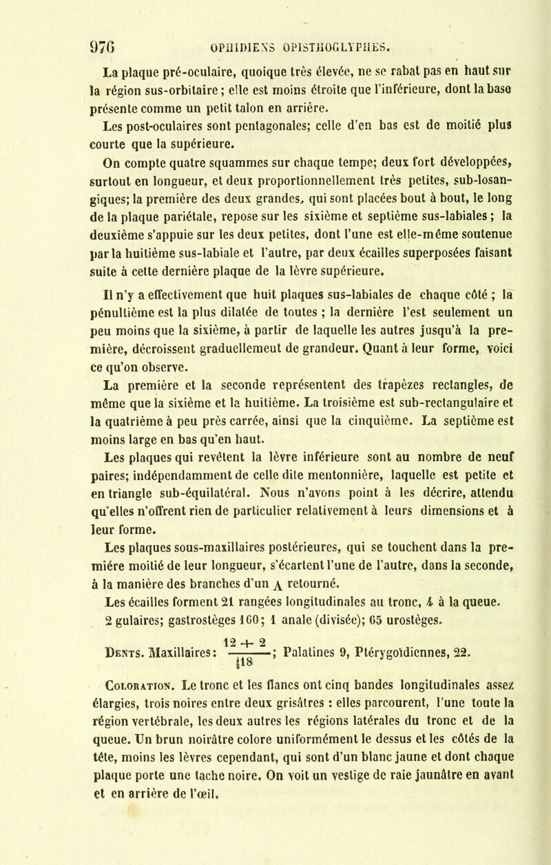 La plaque pré-oculaire, quoique très élevée, ne se rabat pas en haut sur la région sus-orbitaire ; elle est moins étroite que l’inférieure, dont la base présente comme un petit talon en arrière. Les post-oculaires sont pentagonales; celle d’en bas est de moitié plus courte que la supérieure. On compte quatre squammes sur chaque tempe; deux fort développées, surtout en longueur, et deux proportionnellement très petites, sub-losan- giques; la première des deux grandes, qui sont placées bout à bout, le long de la plaque pariétale, repose sur les sixième et septième sus-labiales ; la deuxième s’appuie sur les deux petites, dont l’une est elle-même soutenue parla huitième sus-labiale et l’autre, par deux écailles superposées faisant suite à cette dernière plaque de la lèvre supérieure. Il n’y a effectivement que huit plaques sus-labiales de chaque côté ; la pénultième est la plus dilatée de toutes ; la dernière l’est seulement un peu moins que la sixième, à partir de laquelle les autres jusqu’à la pre- mière, décroissent graduellemeut de grandeur. Quant à leur forme, voici ce qu’on observe. La première et la seconde représentent des trapèzes rectangles, de même que la sixième et la huitième. La troisième est sub-rectangulaire et la quatrième à peu près carrée, ainsi que la cinquième. La septième est moins large en bas qu’en haut. Les plaques qui revêtent la lèvre inférieure sont au nombre de neuf paires; indépendamment de celle dite mentonnière, laquelle est petite et en triangle sub-équilatéral. Nous n’avons point à les décrire, attendu quelles n’offrent rien de particulier relativement à leurs dimensions et à leur forme. Les plaques sous-maxillaires postérieures, qui se touchent dans la pre- mière moitié de leur longueur, s’écartent l’une de l’autre, dans la seconde, à la manière des branches d’un \ retourné. Les écailles forment 21 rangées longitudinales au tronc, 4 à la queue. 2 gulaires; gastrostèges ICO; 1 anale (divisée); 65 urostèges. 12 4- 2 Dents. Maxillaires: ———; Palatines 9, Ptérygoldiennes, 22. §18 Coloration. Le tronc et les flancs ont cinq bandes longitudinales assez élargies, trois noires entre deux grisâtres : elles parcourent, l’une toute la région vertébrale, les deux autres les régions latérales du tronc et de la queue. Un brun noirâtre colore uniformément le dessus et les côtés de la tête, moins les lèvres cependant, qui sont d’un blanc jaune et dont chaque plaque porte une tache noire. On voit un vestige de raie jaunâtre en avant et en arrière de l’œil.