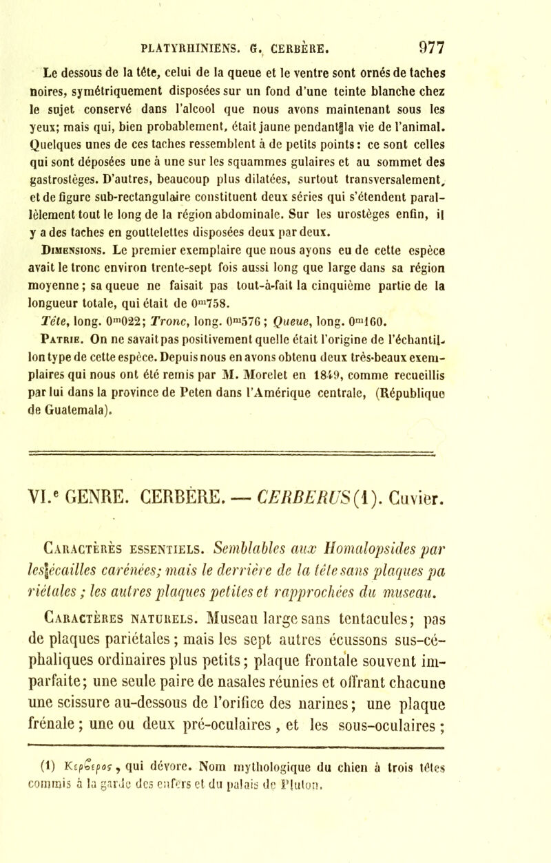 Le dessous de la tête, celui de la queue et le ventre sont ornés de taches noires, symétriquement disposées sur un fond d’une teinte blanche chez le sujet conservé dans l’alcool que nous avons maintenant sous les yeux; mais qui, bien probablement, était jaune pendantfjla vie de l’animal. Quelques unes de ces taches ressemblent à de petits points : ce sont celles qui sont déposées une à une sur les squammes gulaires et au sommet des gastrostèges. D’autres, beaucoup plus dilatées, surtout transversalement, et de figure sub-rectangulaire constituent deux séries qui s’étendent paral- lèlement tout le long de la région abdominale. Sur les urostèges enfin, il y a des taches en gouttelettes disposées deux par deux. Dimensions. Le premier exemplaire que nous ayons eu de cette espèce avait le tronc environ trente-sept fois aussi long que large dans sa région moyenne ; sa queue ne faisait pas tout-à-fait la cinquième partie de la longueur totale, qui était de 0m758. Tête, long. 0m022; Tronc, long. 0m576 ; Queue, long. 0m160. Patrie. On ne savait pas positivement quelle était l’origine de l’échantil- lon type de cette espèce. Depuis nous en avons obtenu deux très*beaux exem- plaires qui nous ont été remis par M. Morelet en 1849, comme recueillis par lui dans la province de Peten dans l’Amérique centrale, (République de Guatemala). VI.e GENRE. CERBÈRE. — GERBE RUS ( 1). Cuvier. Caractères essentiels. Semblables aux Homalopsides par les\écailles carénées; mais le derrière de la tête sans plaques pa riélales ; les autres plaques petites et rapprochées du museau. Caractères naturels. Museau large sans tentacules; pas de plaques pariétales ; mais les sept autres écussons sus-cé- phaliques ordinaires plus petits; plaque frontale souvent im- parfaite; une seule paire de nasales réunies et offrant chacune une scissure au-dessous de l’orifice des narines ; une plaque frênaie ; une ou deux pré-oculaires , et les sous-oculaires ; (1) KepGtpoç, qui dévore. Nom mythologique du chien à trois têtes commis à la garde des enfers et du palais de Plulon.
