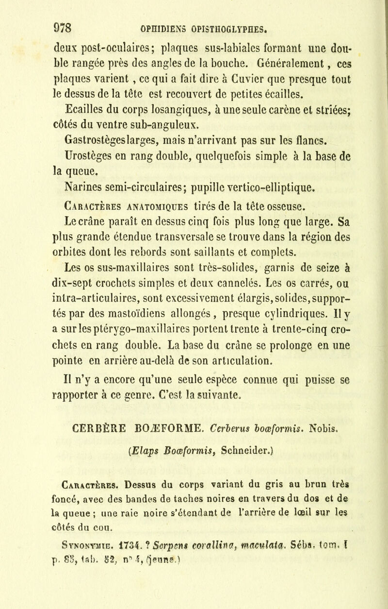 deux post-oculaires; plaques sus-labiales formant une dou- ble rangée près des angles de la bouche. Généralement, ces plaques varient, ce qui a fait dire à Cuvier que presque tout le dessus de la tête est recouvert de petites écailles. Ecailles du corps losangiques, à une seule carène et striées; côtés du ventre sub-anguleux. Gastrostègeslarges, mais n’arrivant pas sur les flancs. Urostèges en rang double, quelquefois simple à la base de la queue. Narines semi-circulaires; pupille vertico-eîliptique. Caractères anatomiques tirés de la tête osseuse. Le crâne paraît en dessus cinq fois plus long que large. Sa plus grande étendue transversale se trouve dans la région des orbites dont les rebords sont saillants et complets. Les os sus-maxillaires sont très-solides, garnis de seize à dix-sept crochets simples et deux cannelés. Les os carrés, ou intra-articulaires, sont excessivement élargis,solides,suppor- tés par des mastoïdiens allongés , presque cylindriques. 11 y a surlesptérygo-maxilîaires portent trente à trente-cinq cro- chets en rang double. La base du crâne se prolonge en une pointe en arrière au-delà de son articulation. Il n’y a encore qu’une seule espèce connue qui puisse se rapporter à ce genre. C’est la suivante, CERBÈRE BOÆFORME. Cerberus boœformis. Nobis, (Elaps Boœformis, Schneider.) Caractères. Dessus du corps variant du gris au brun très foncé, avec des bandes de taches noires en travers du dos et de la queue ; une raie noire s’étendant de l’arrière de lœil sur les côtés du cou. Synonymie. 1734. ? Serpens eorallina, maculata, Séba, tom. f p, 85, ta b-, 32, nn 4, (jeune.)